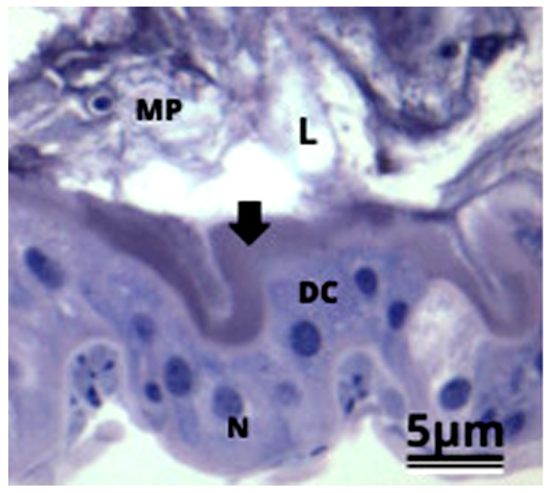 Antioxidants 12 01510 g001