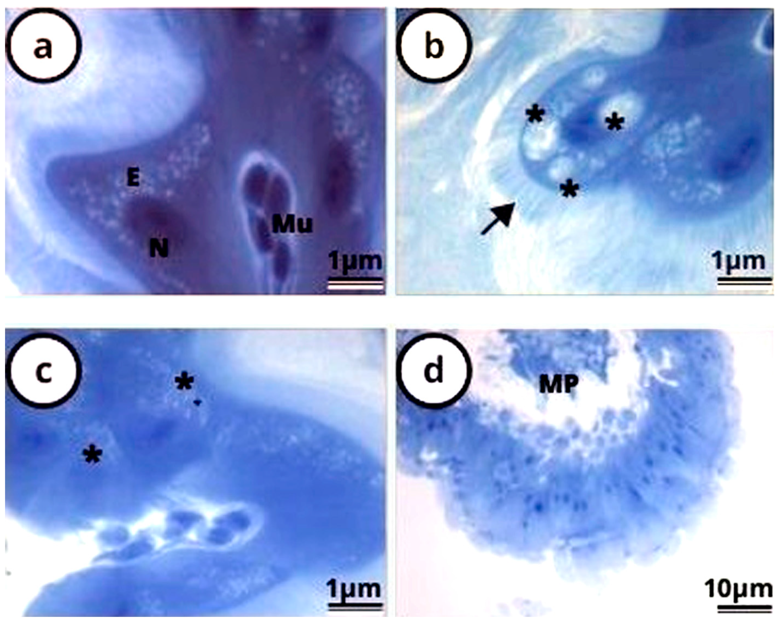 Antioxidants 12 01510 g003