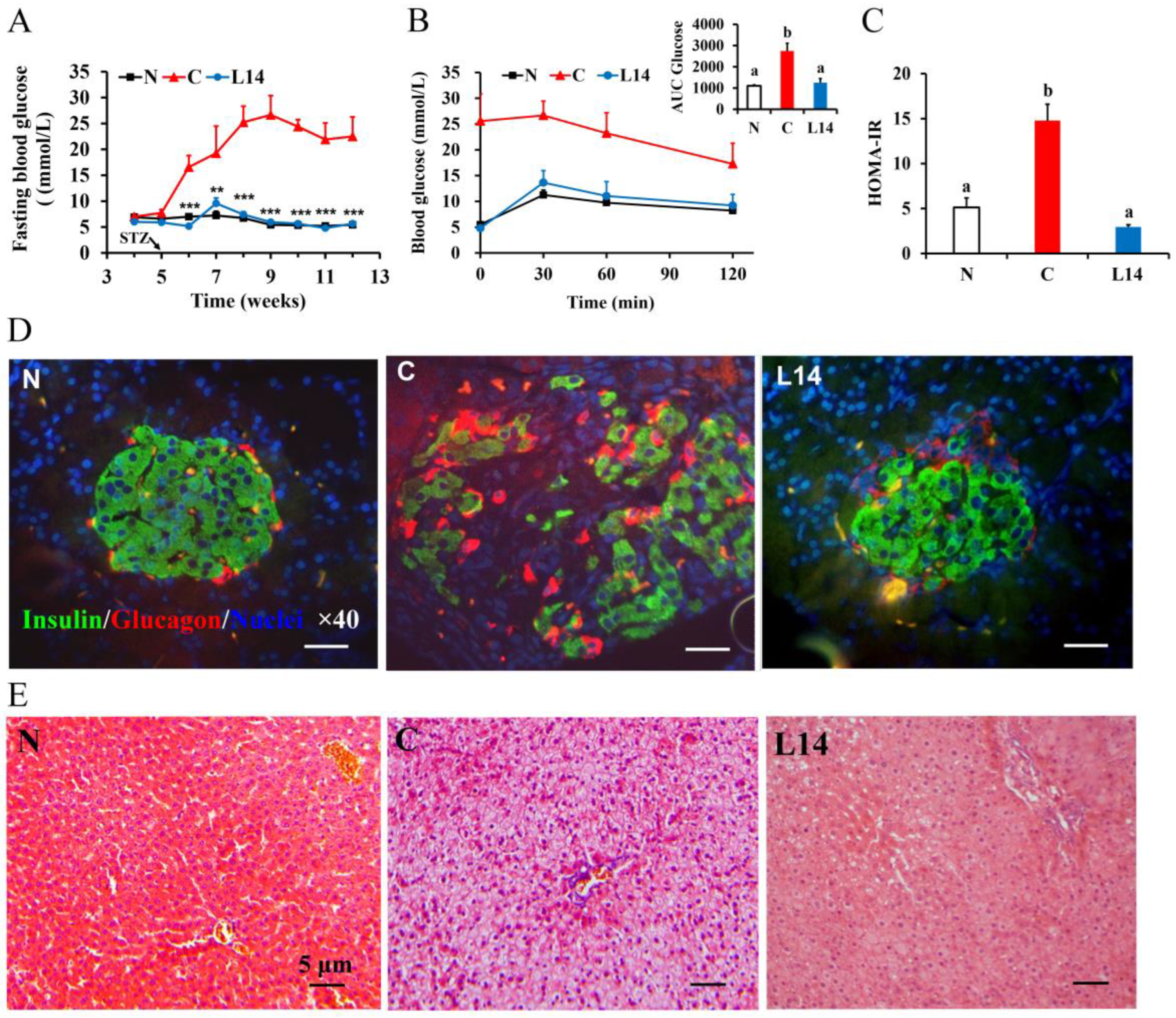 Antioxidants 12 01515 g003 Antioxidants 12 01515 g003