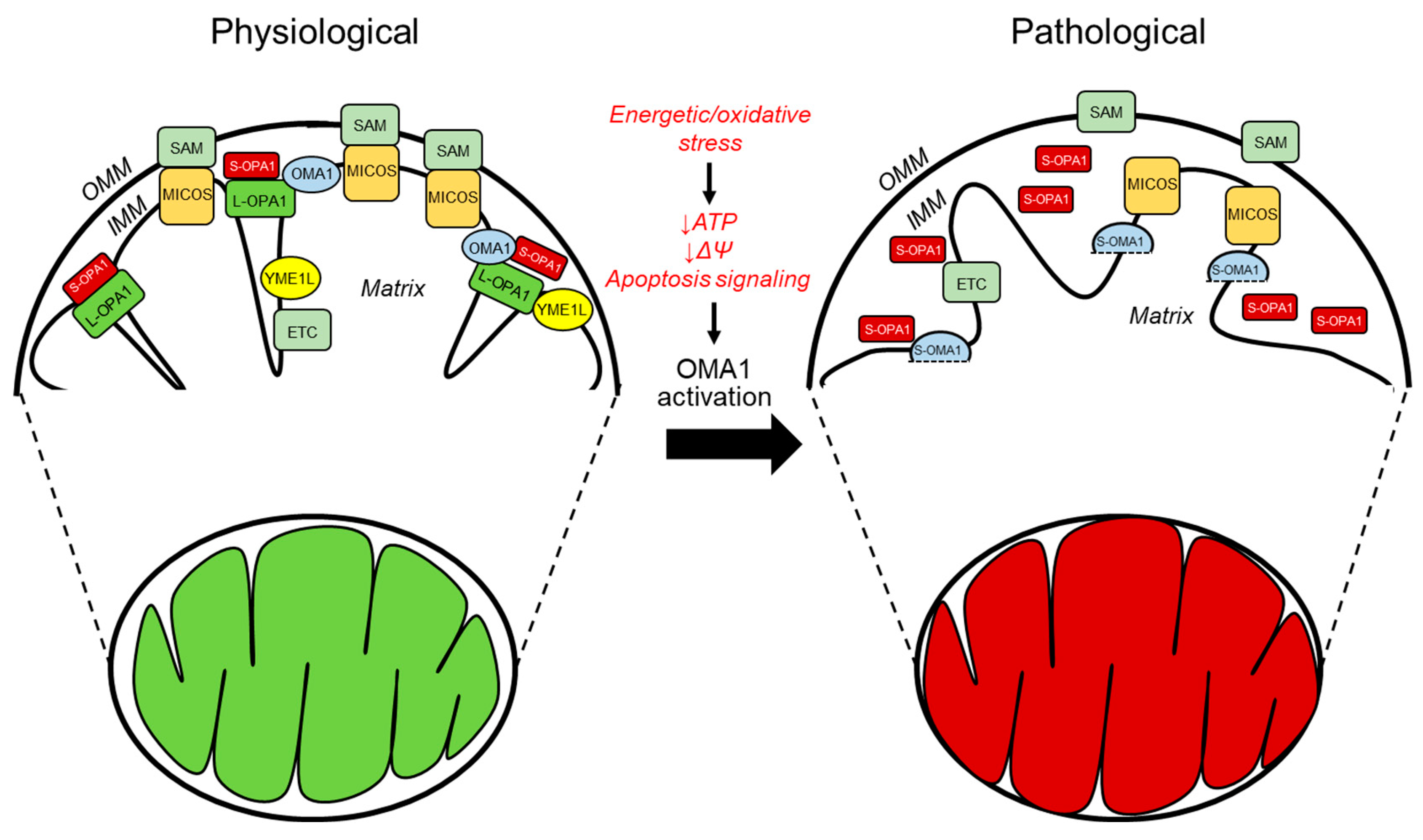 Antioxidants 12 01517 g002
