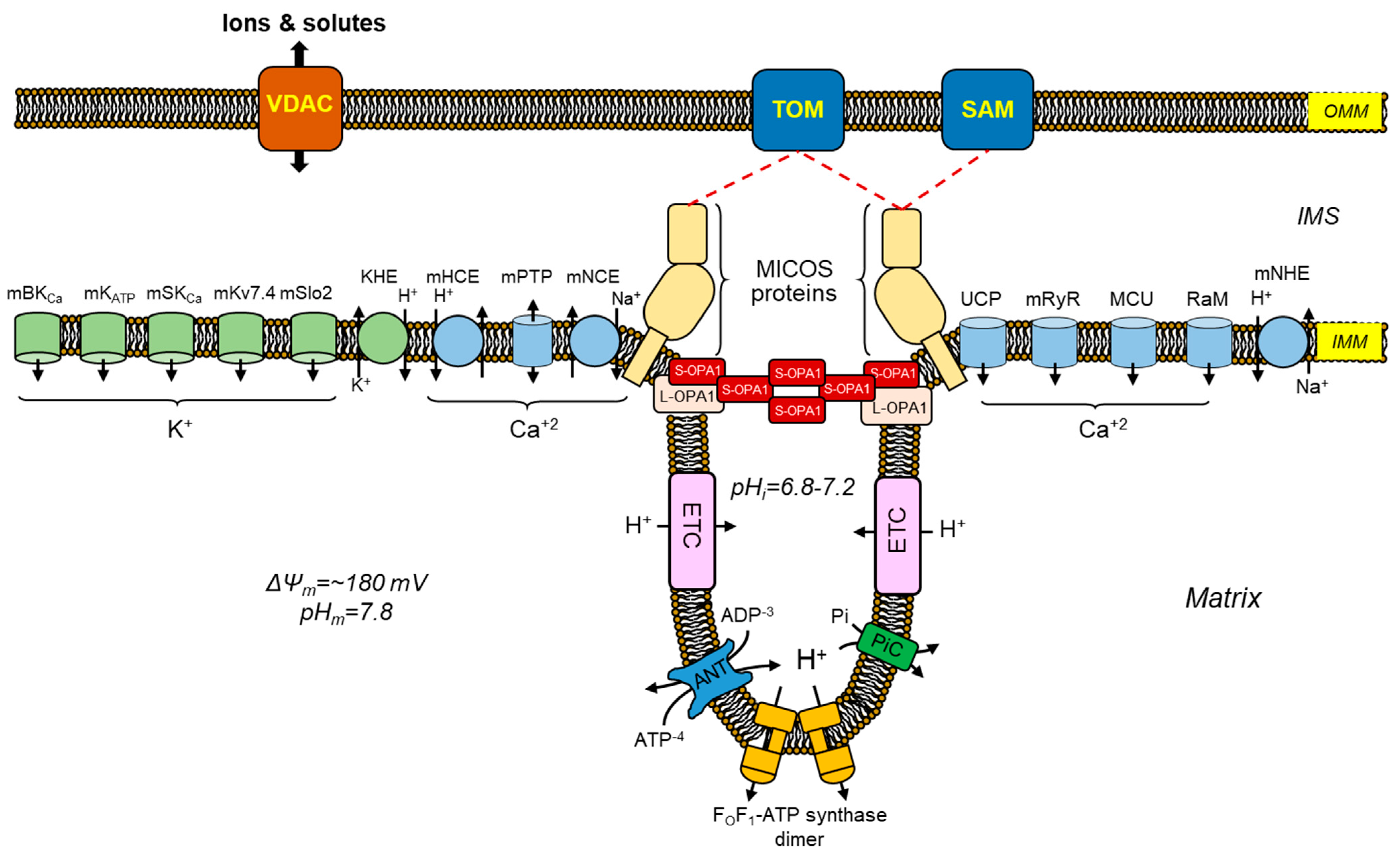 Antioxidants 12 01517 g003
