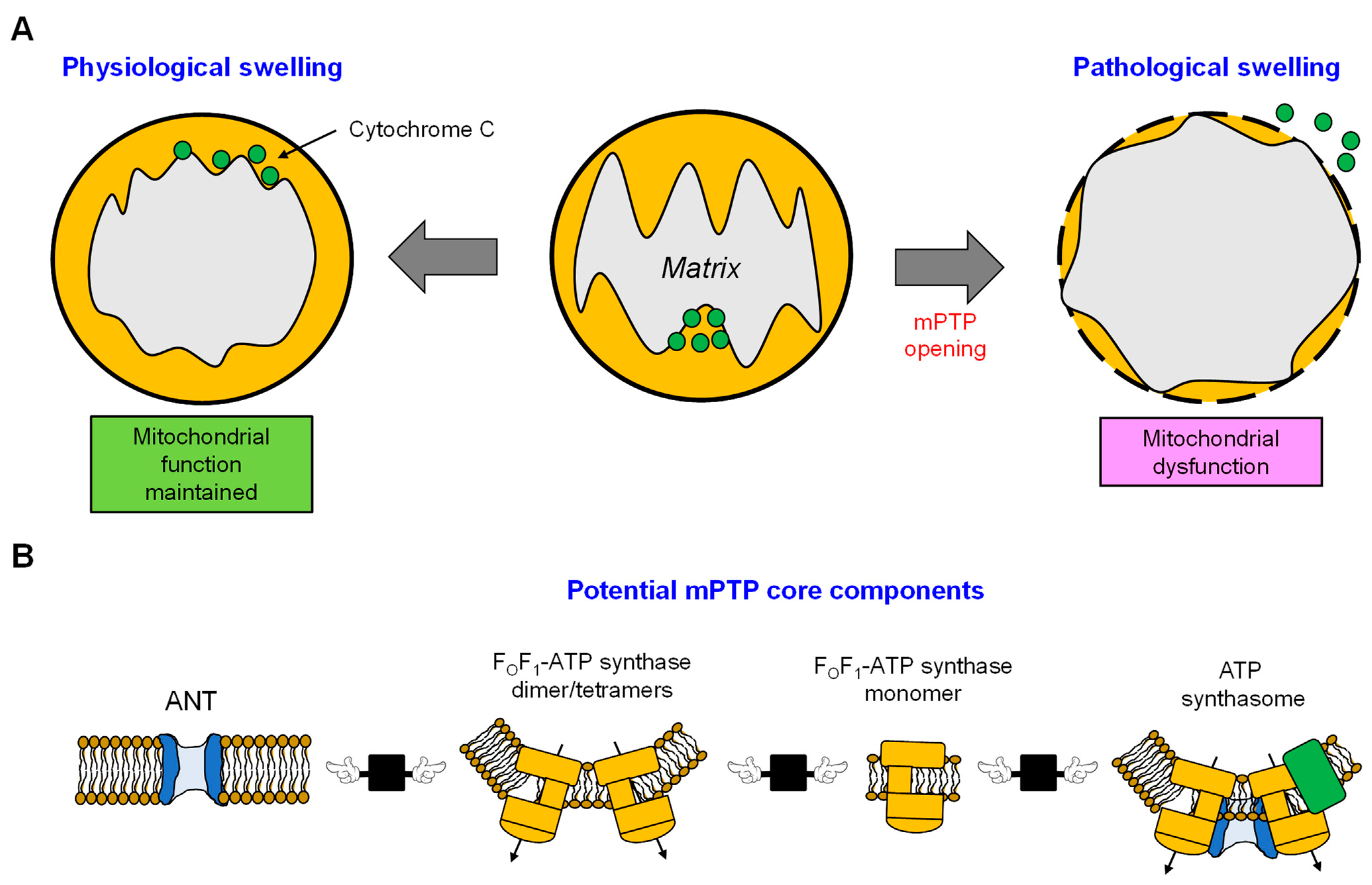 Antioxidants 12 01517 g005