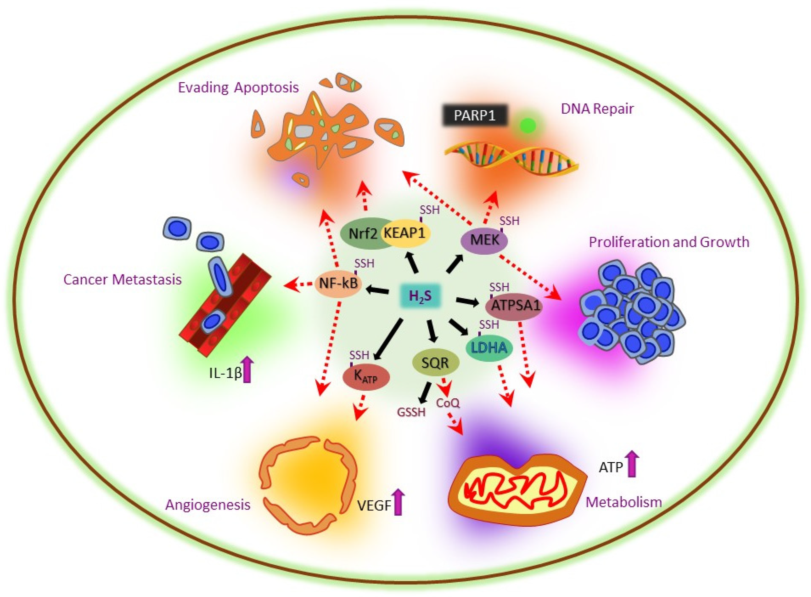 Antioxidants 12 01520 g003 Antioxidants 12 01520 g003