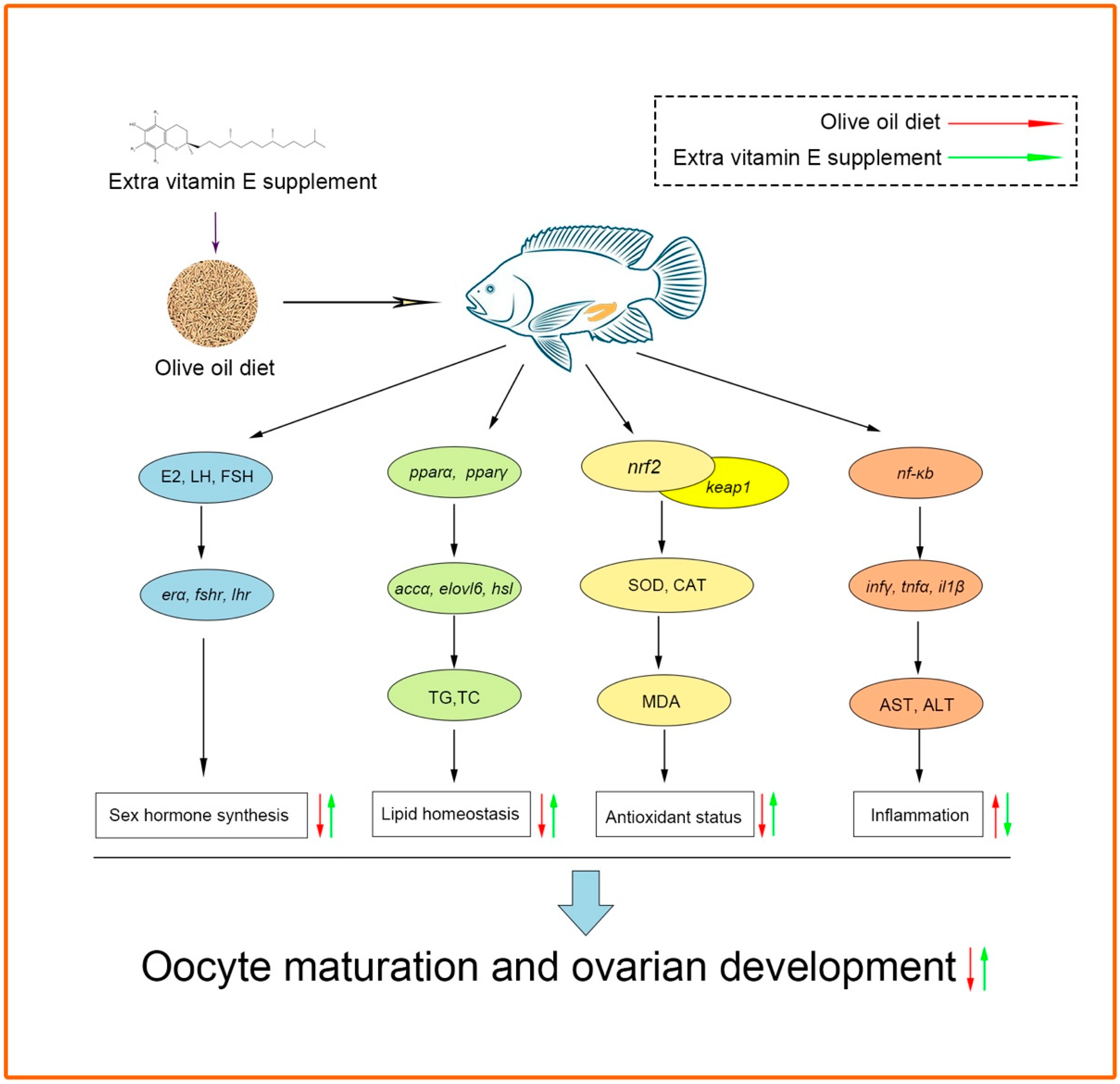 Antioxidants 12 01524 g010 Antioxidants 12 01524 g010