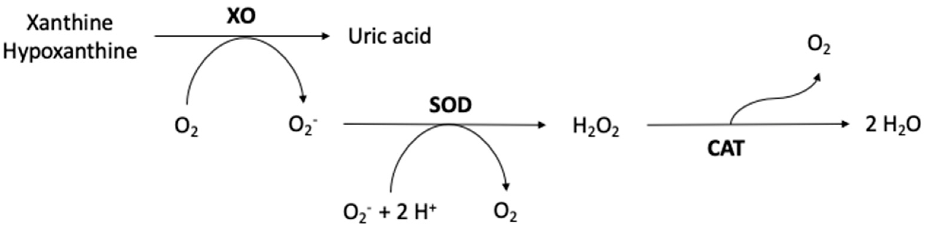 Antioxidants 12 01532 g003 Antioxidants 12 01532 g003