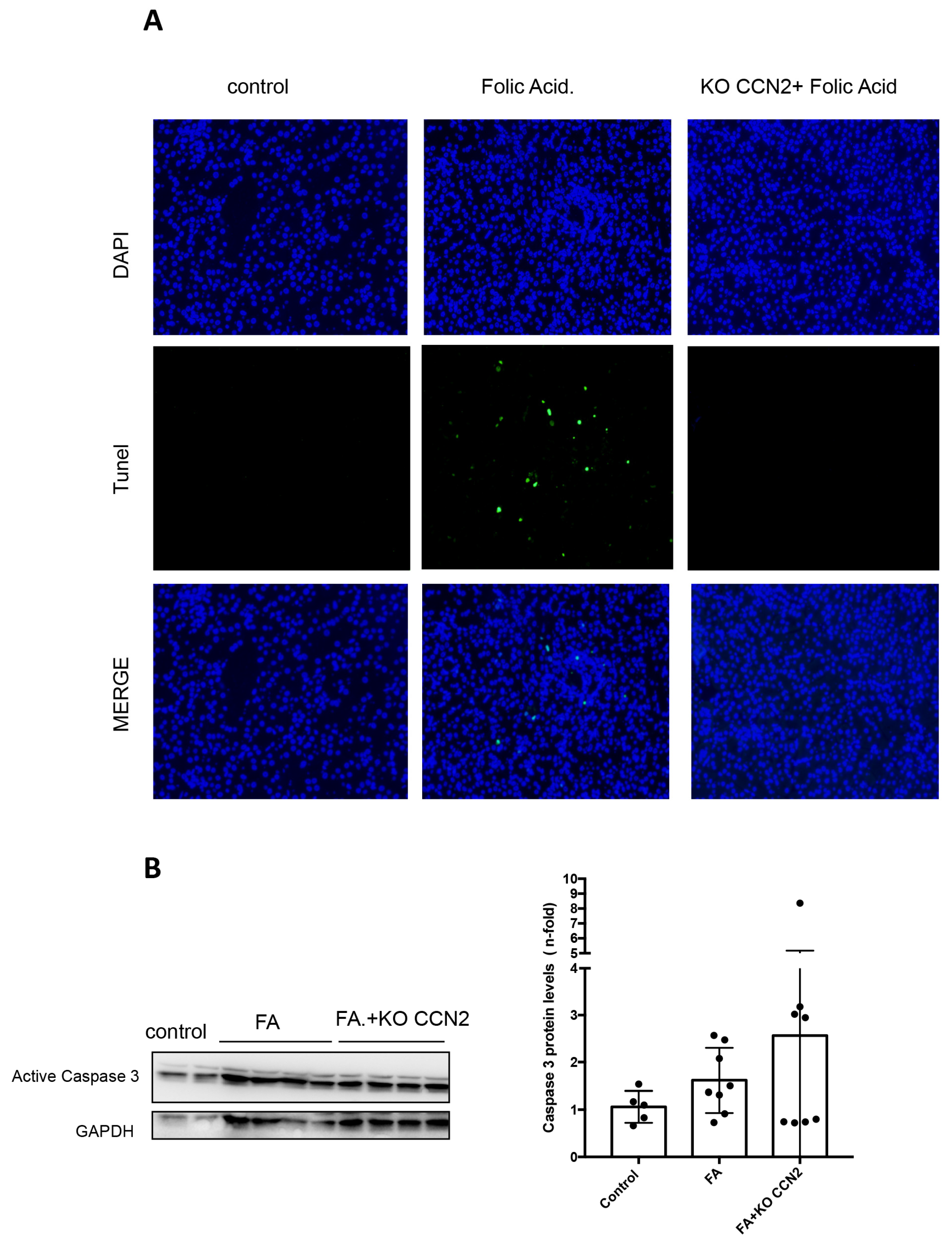 Antioxidants 12 01541 g003
