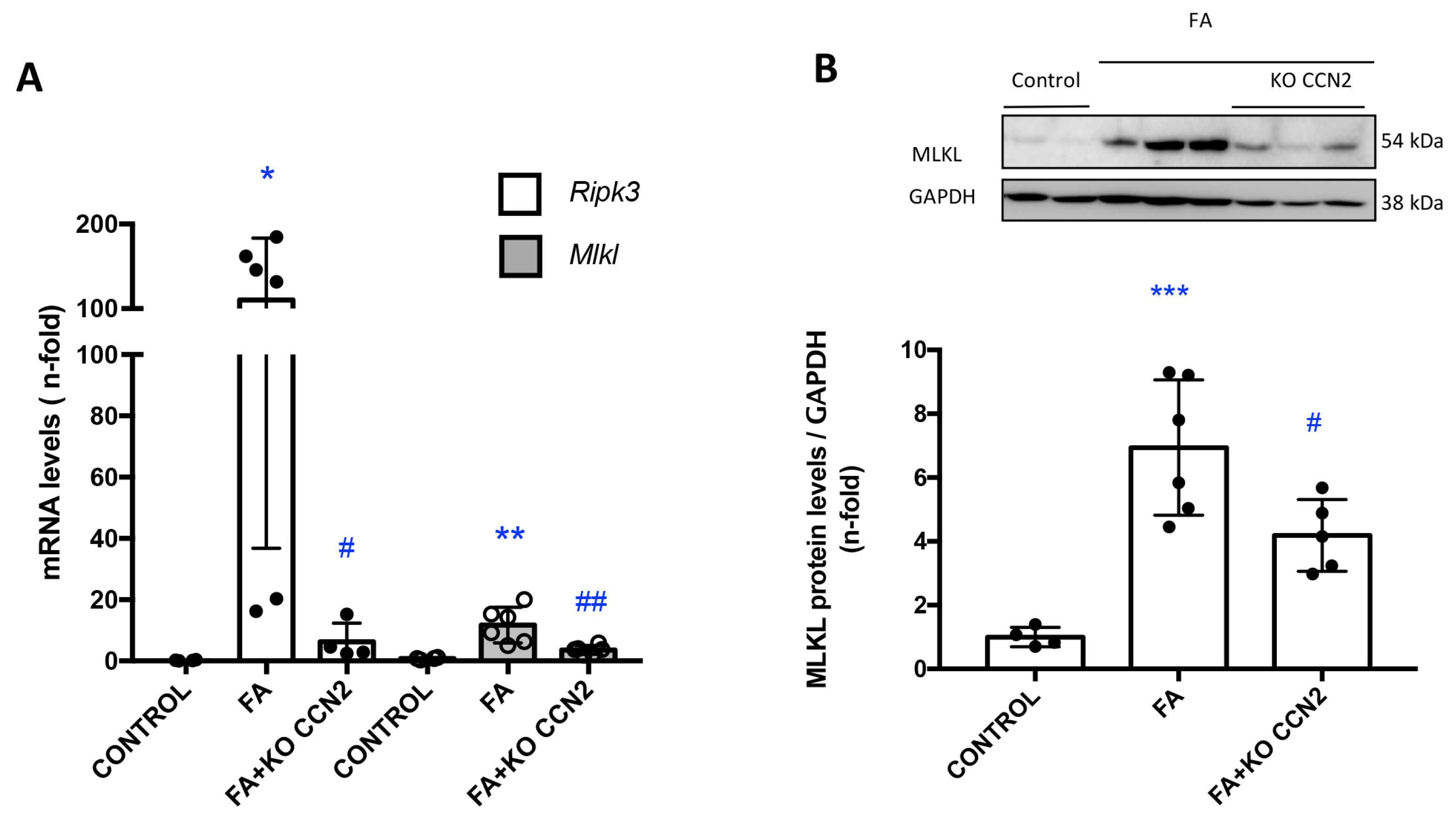 Antioxidants 12 01541 g004