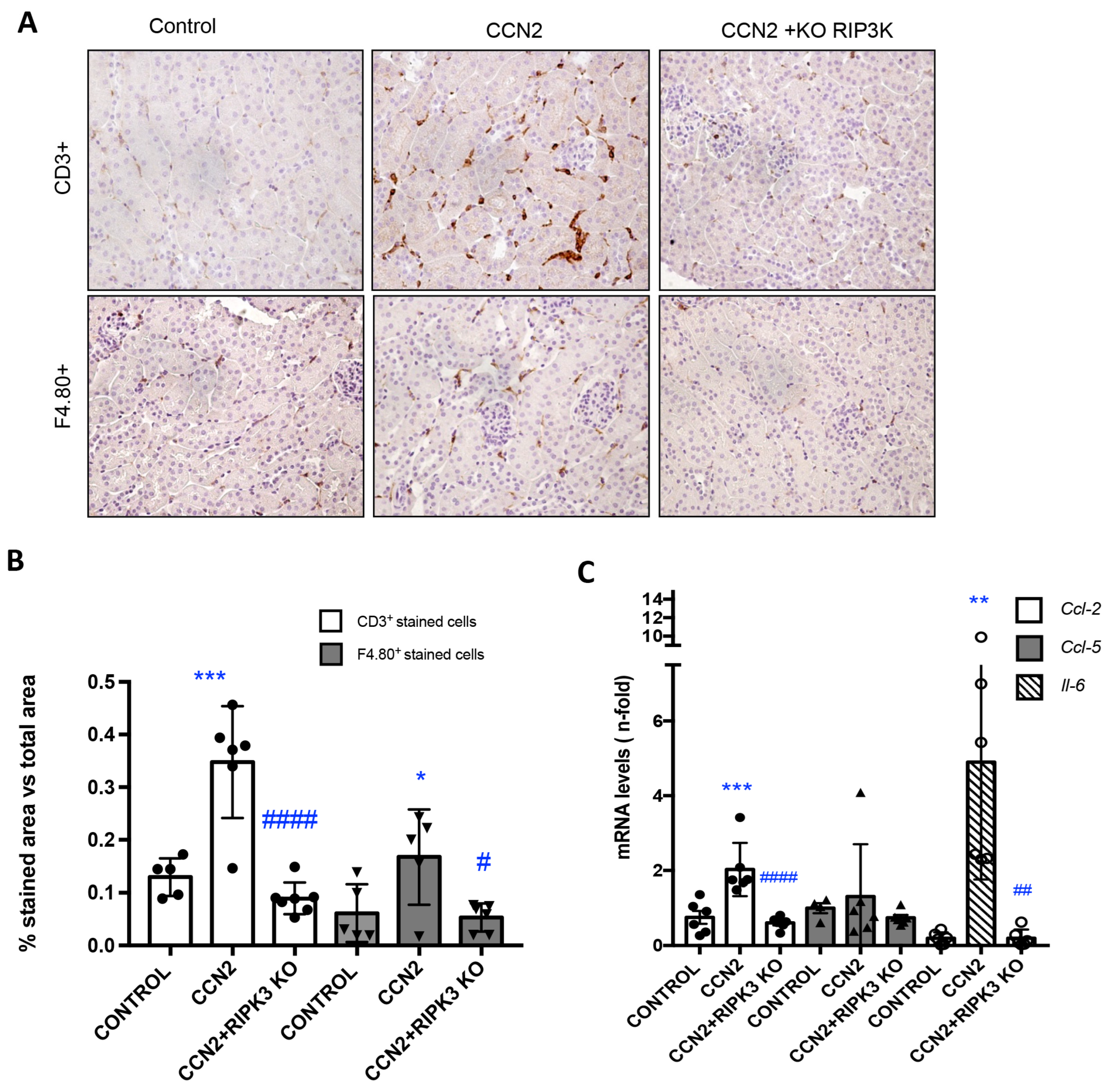 Antioxidants 12 01541 g005
