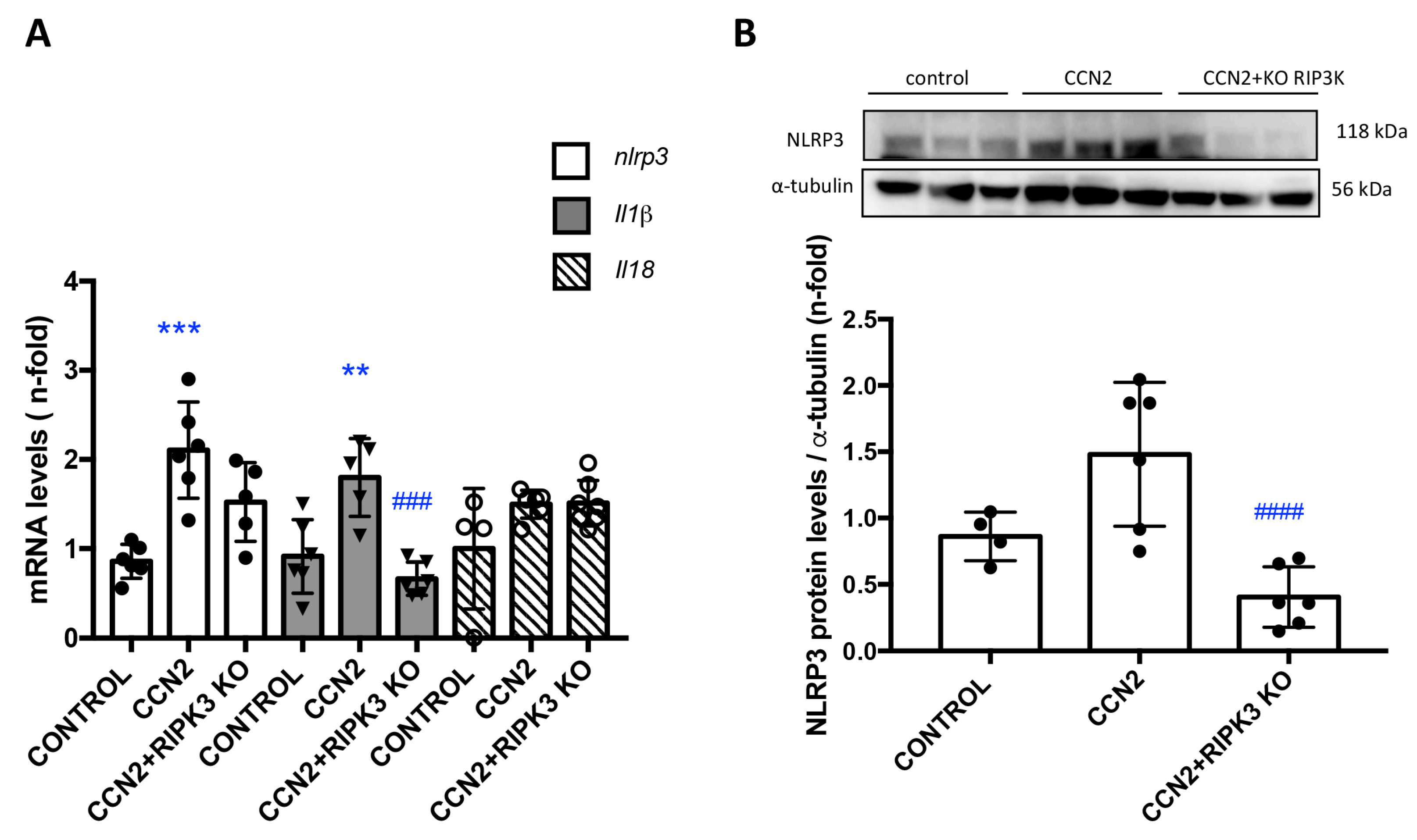 Antioxidants 12 01541 g007