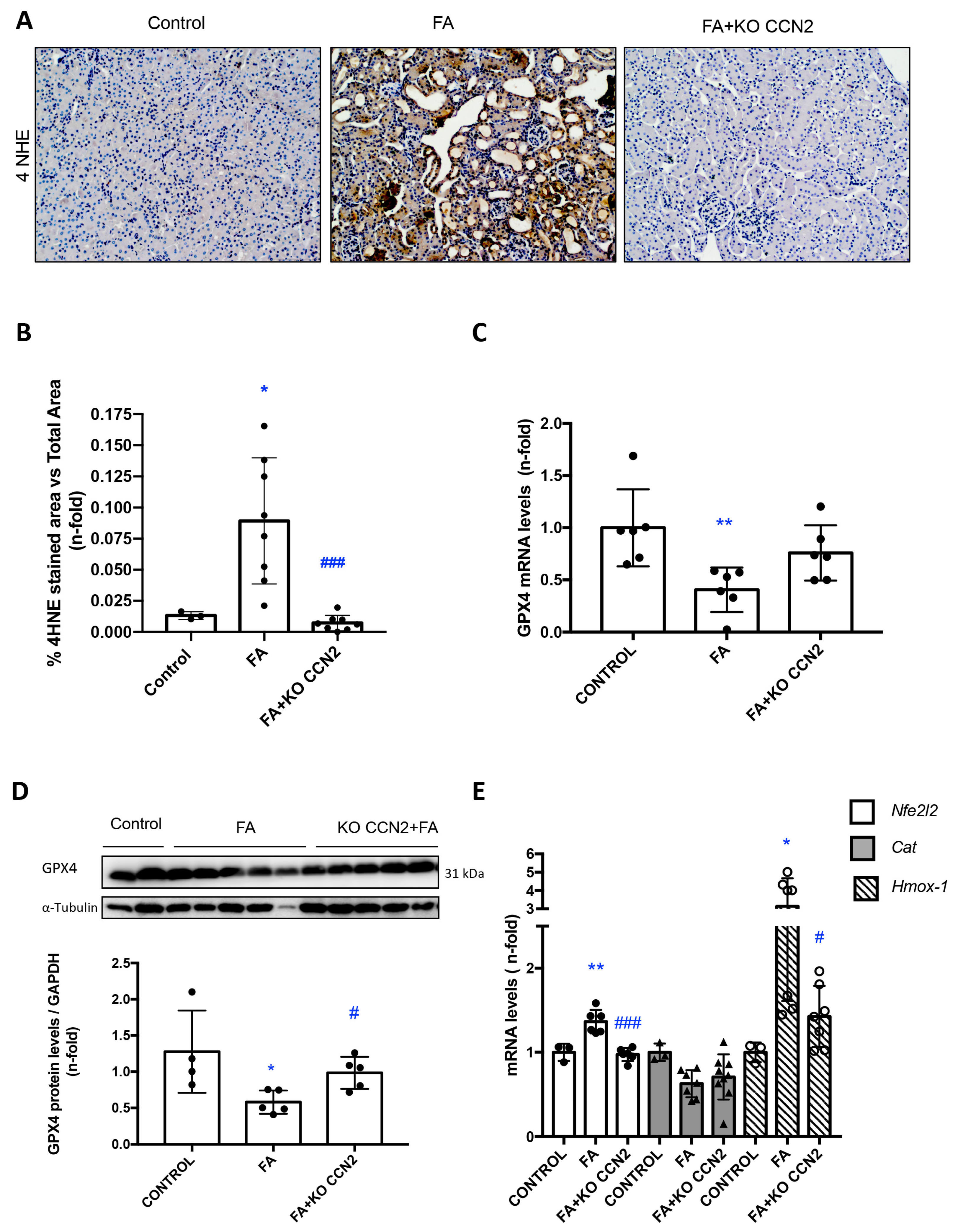 Antioxidants 12 01541 g008