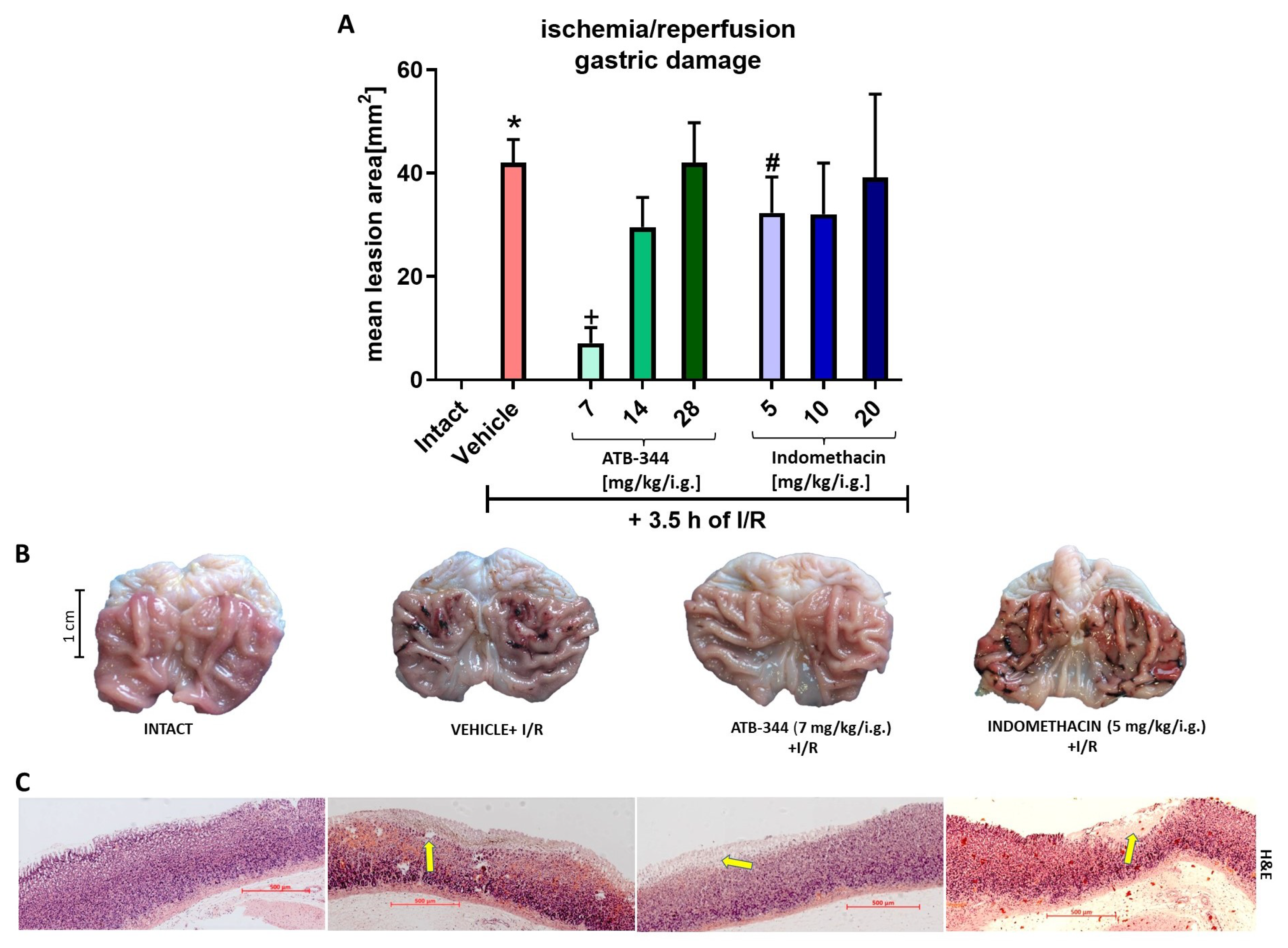 Antioxidants 12 01545 g001 Antioxidants 12 01545 g001