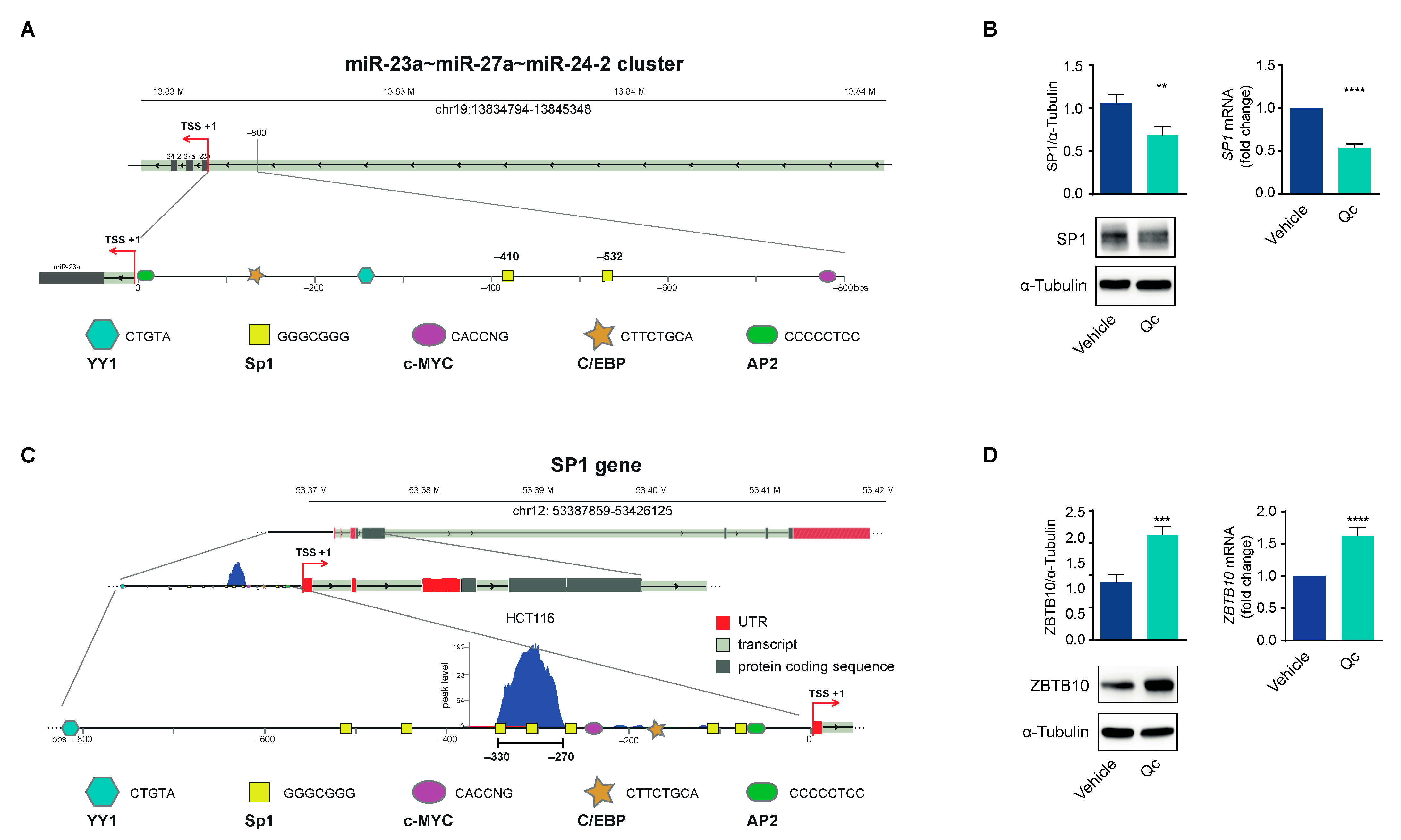 Antioxidants 12 01547 g005 Antioxidants 12 01547 g005