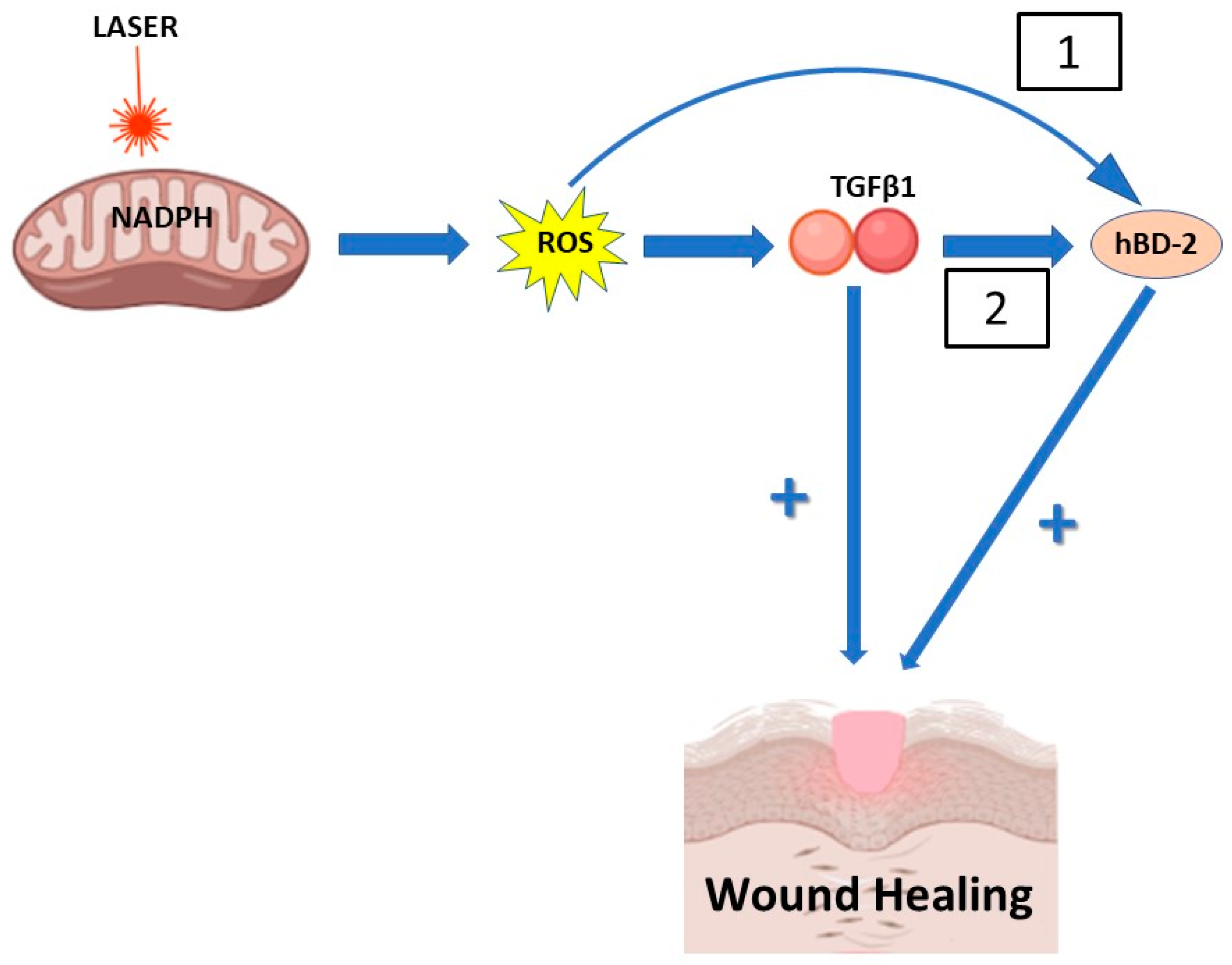 Antioxidants 12 01550 g005 Antioxidants 12 01550 g005