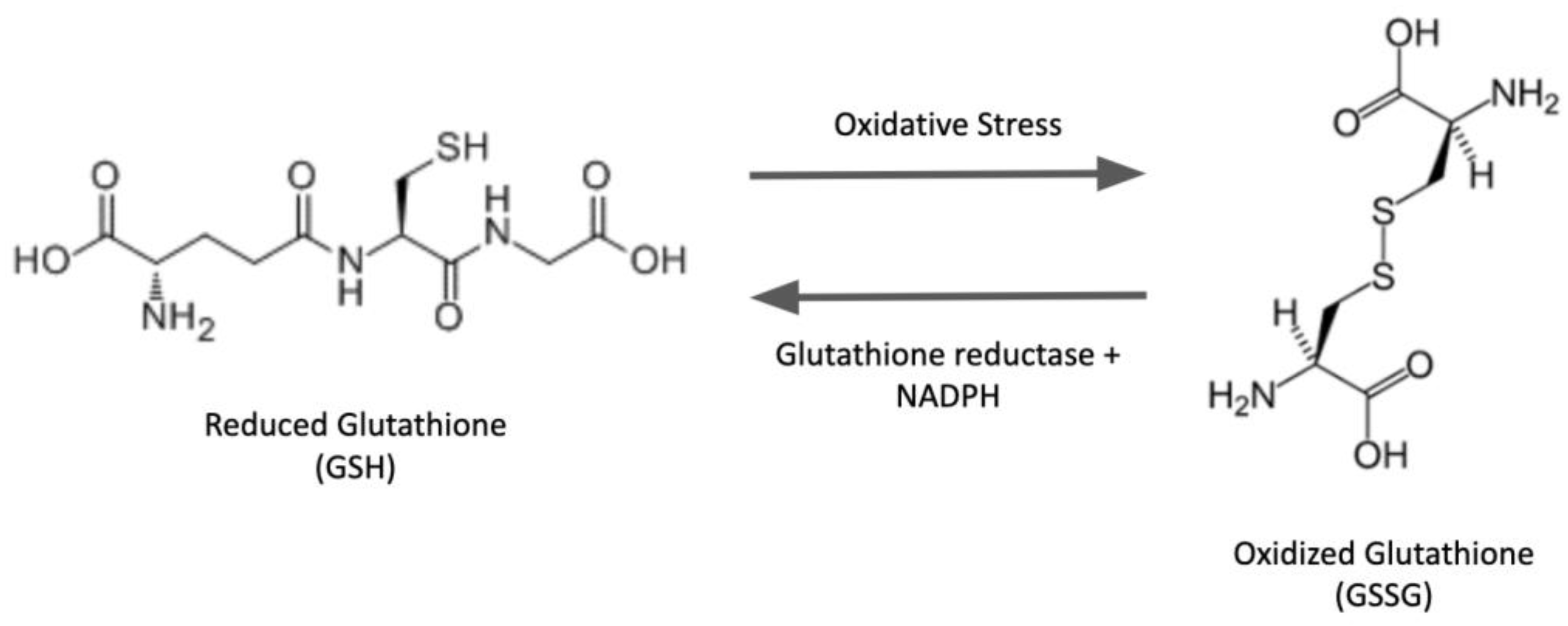 Antioxidants Free FullText Glutathione and Glutaredoxin—Key