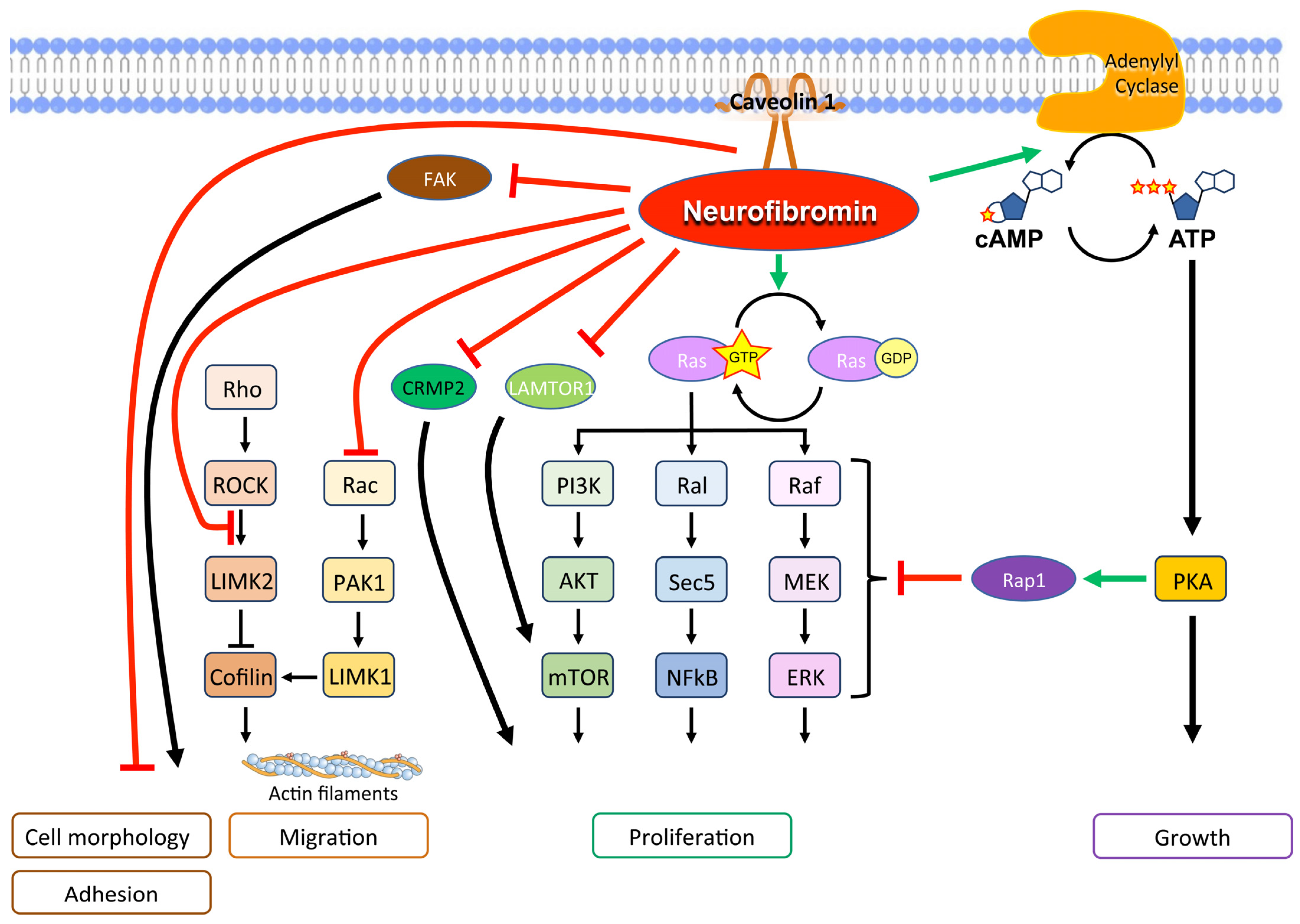 Antioxidants 12 01557 g003 Antioxidants 12 01557 g003