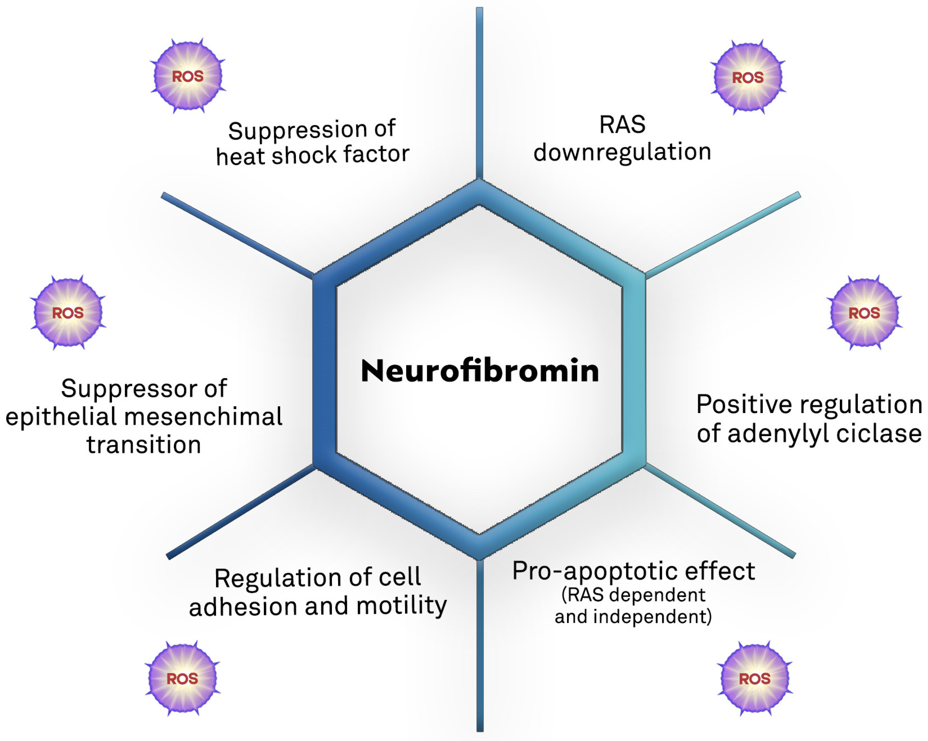 Antioxidants 12 01557 g004 Antioxidants 12 01557 g004