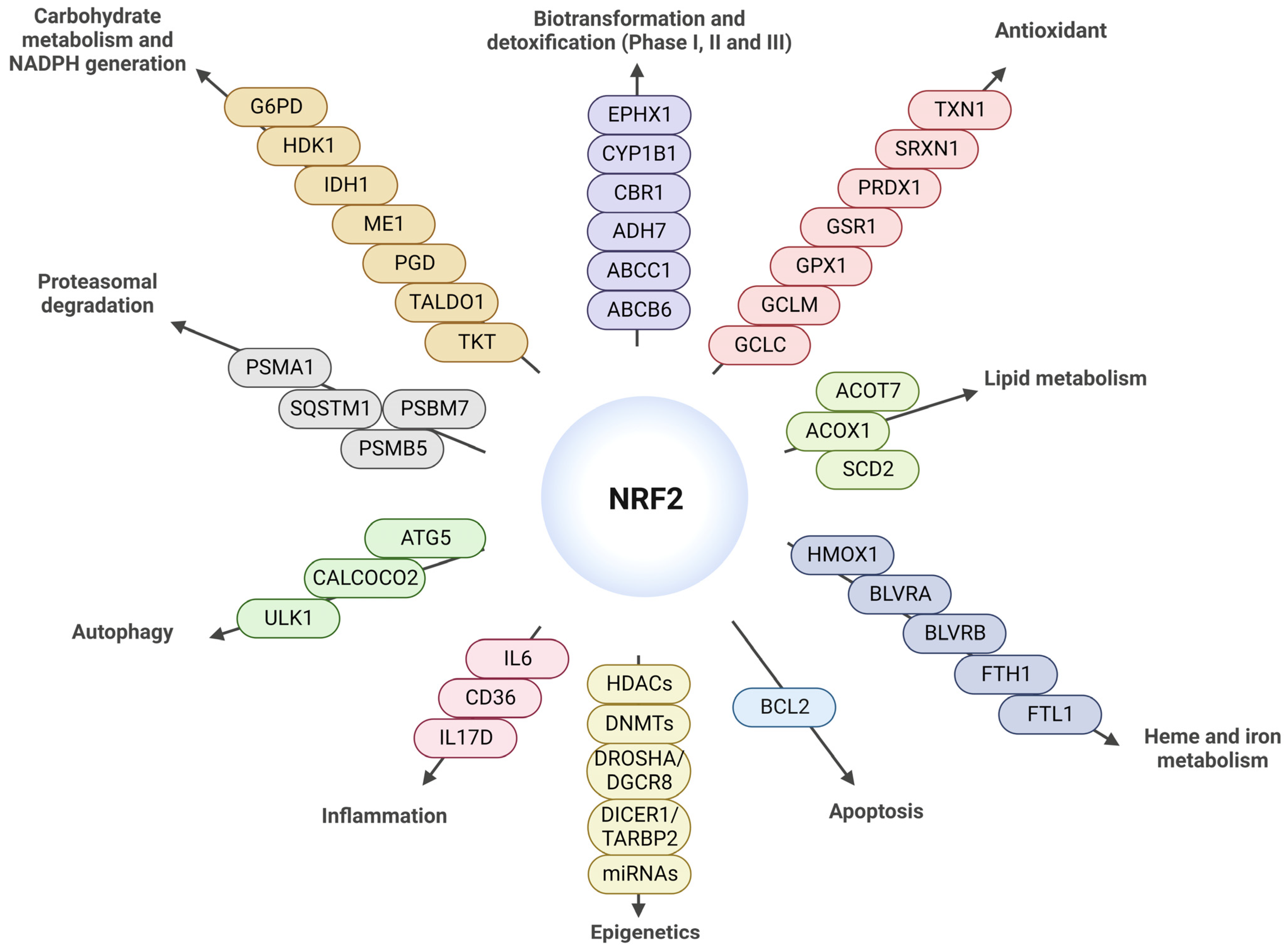Antioxidants 12 01564 g003 Antioxidants 12 01564 g003