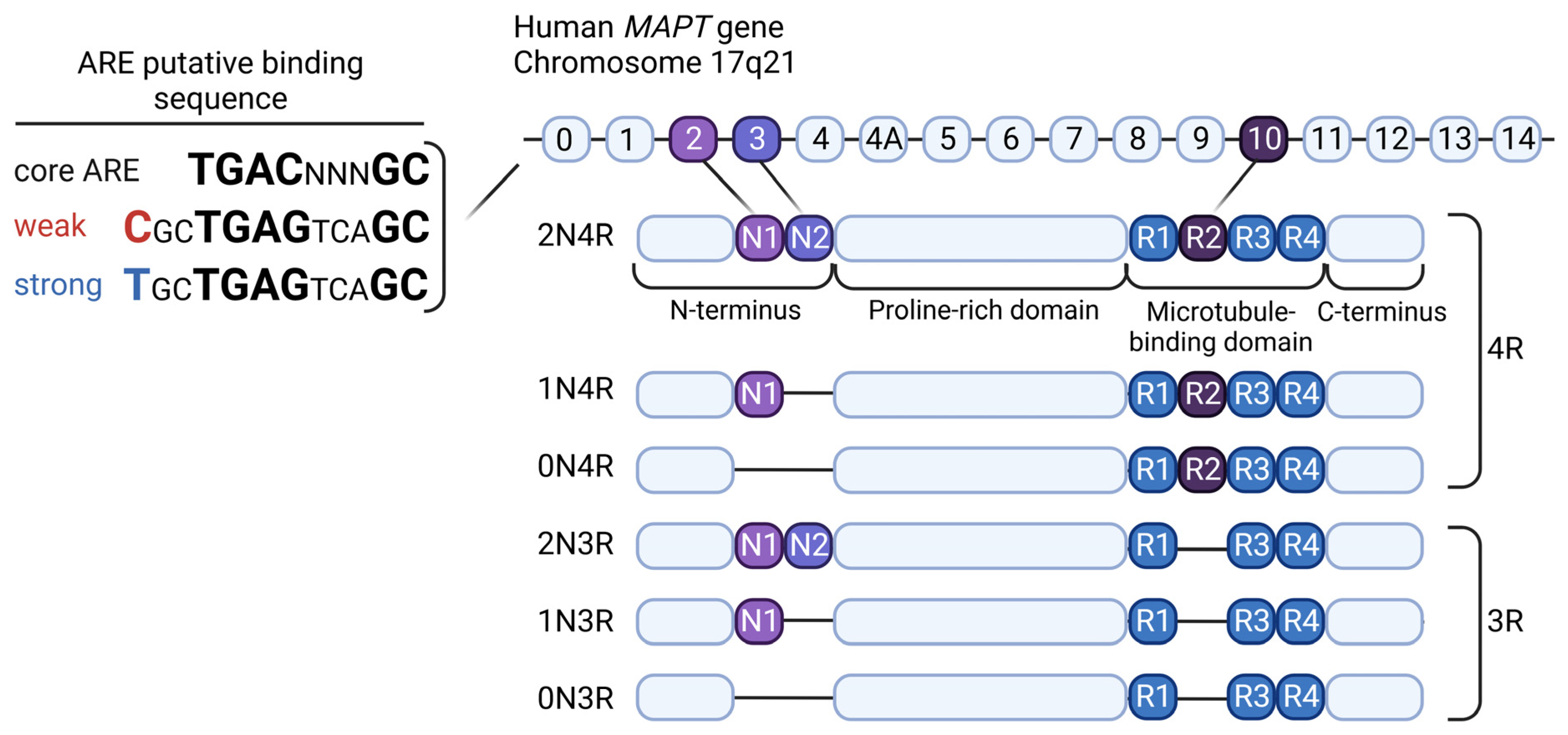 Antioxidants 12 01564 g004 Antioxidants 12 01564 g004
