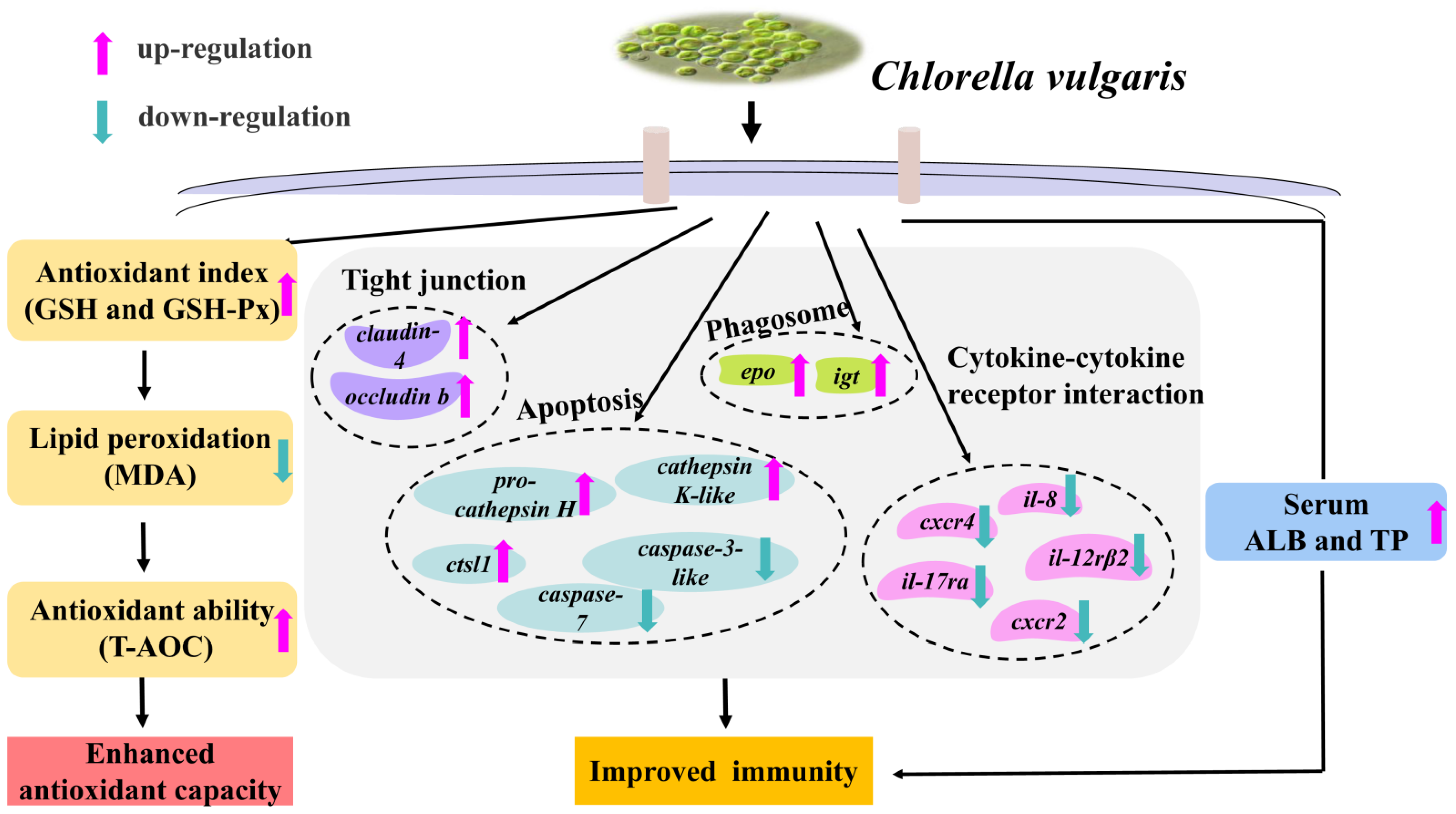 Antioxidants 12 01565 g006 Antioxidants 12 01565 g006