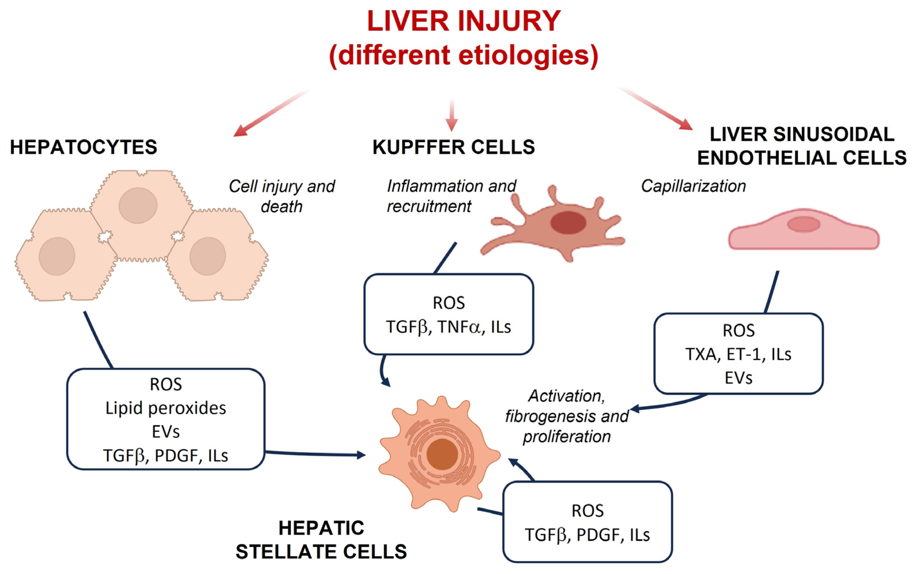 Antioxidants Free FullText Novel Therapeutic Approaches to Liver