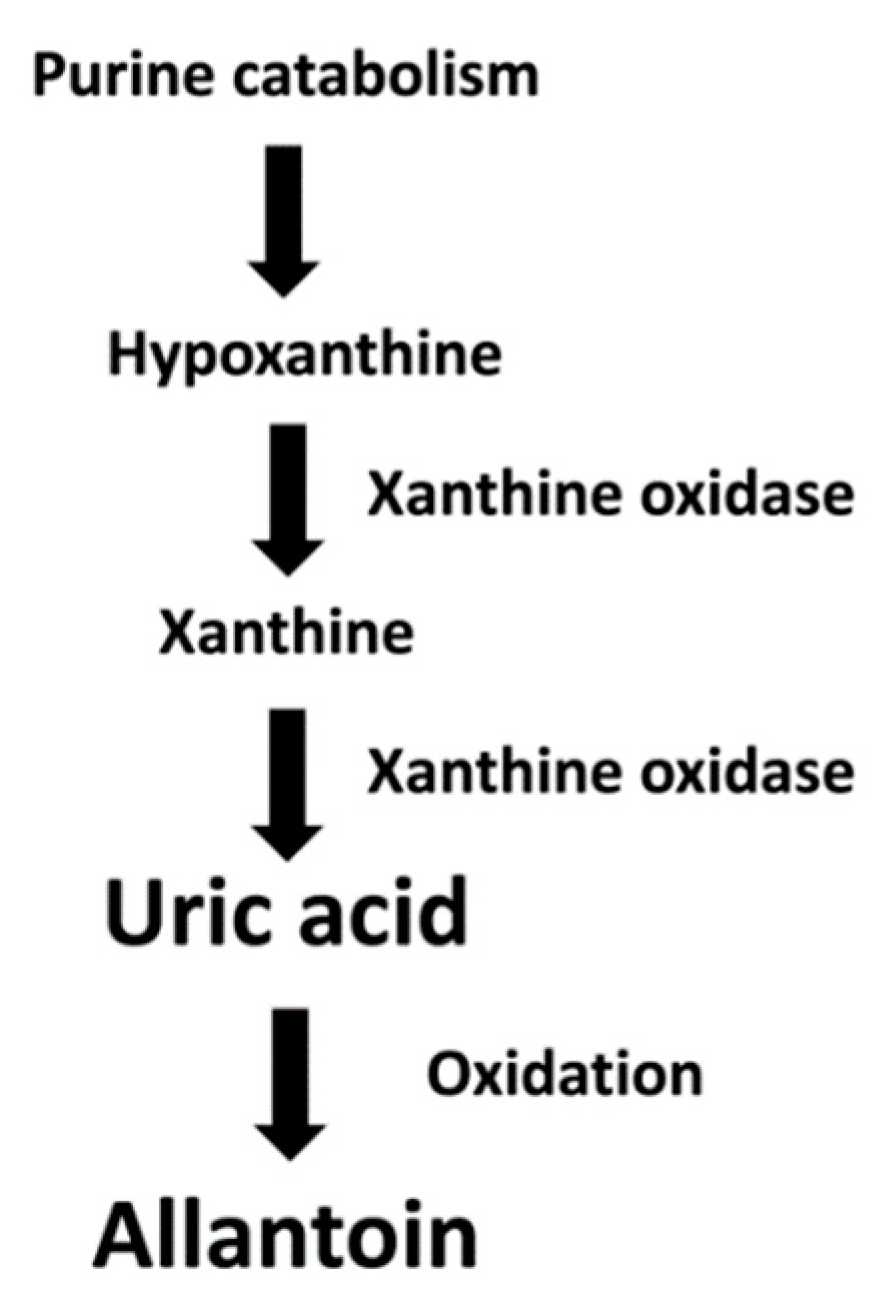Antioxidants 12 01569 g001 Antioxidants 12 01569 g001
