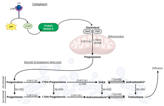 The chemokines CXCL8 and CXCL12: molecular and functional