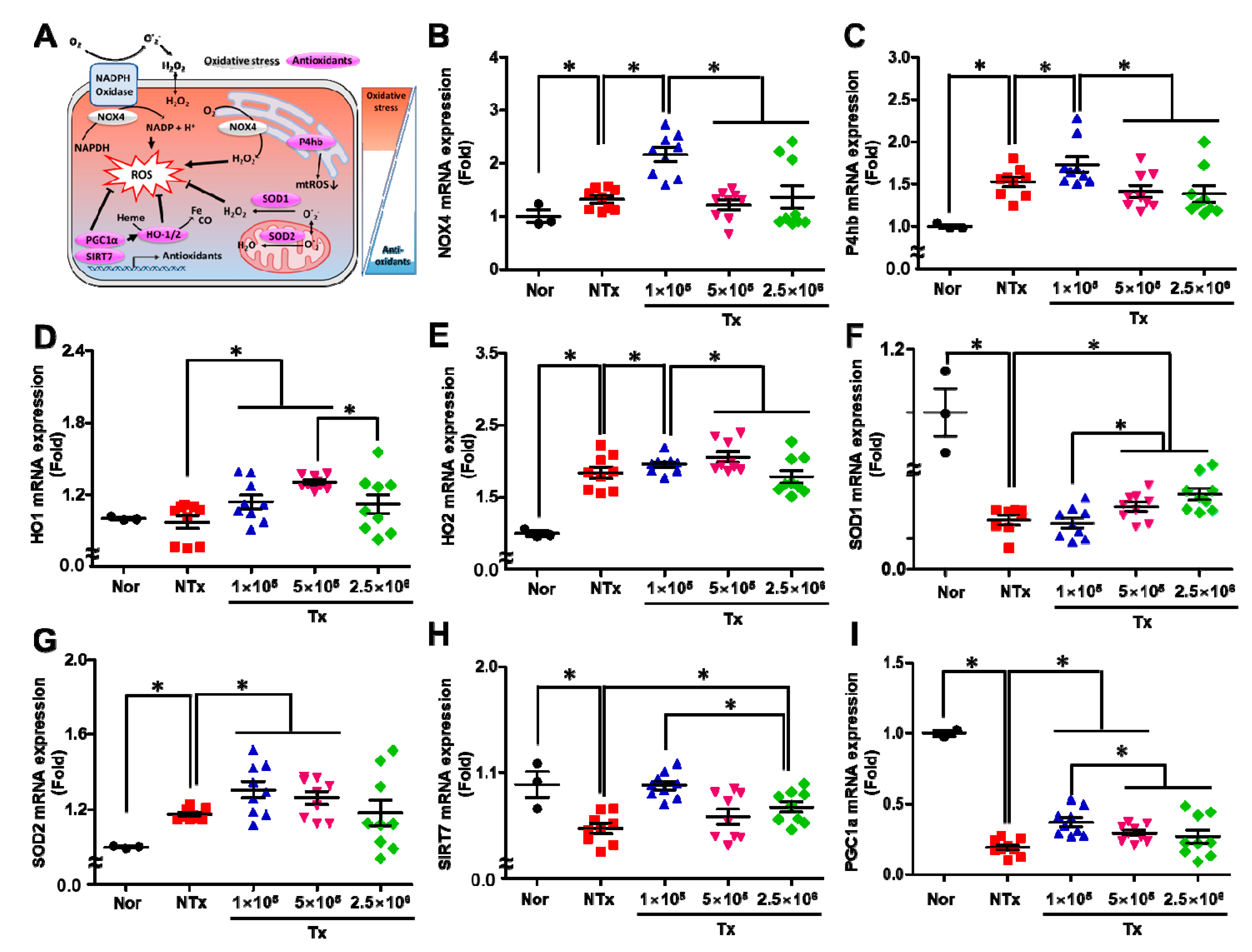 Antioxidants 12 01575 g005 Antioxidants 12 01575 g005