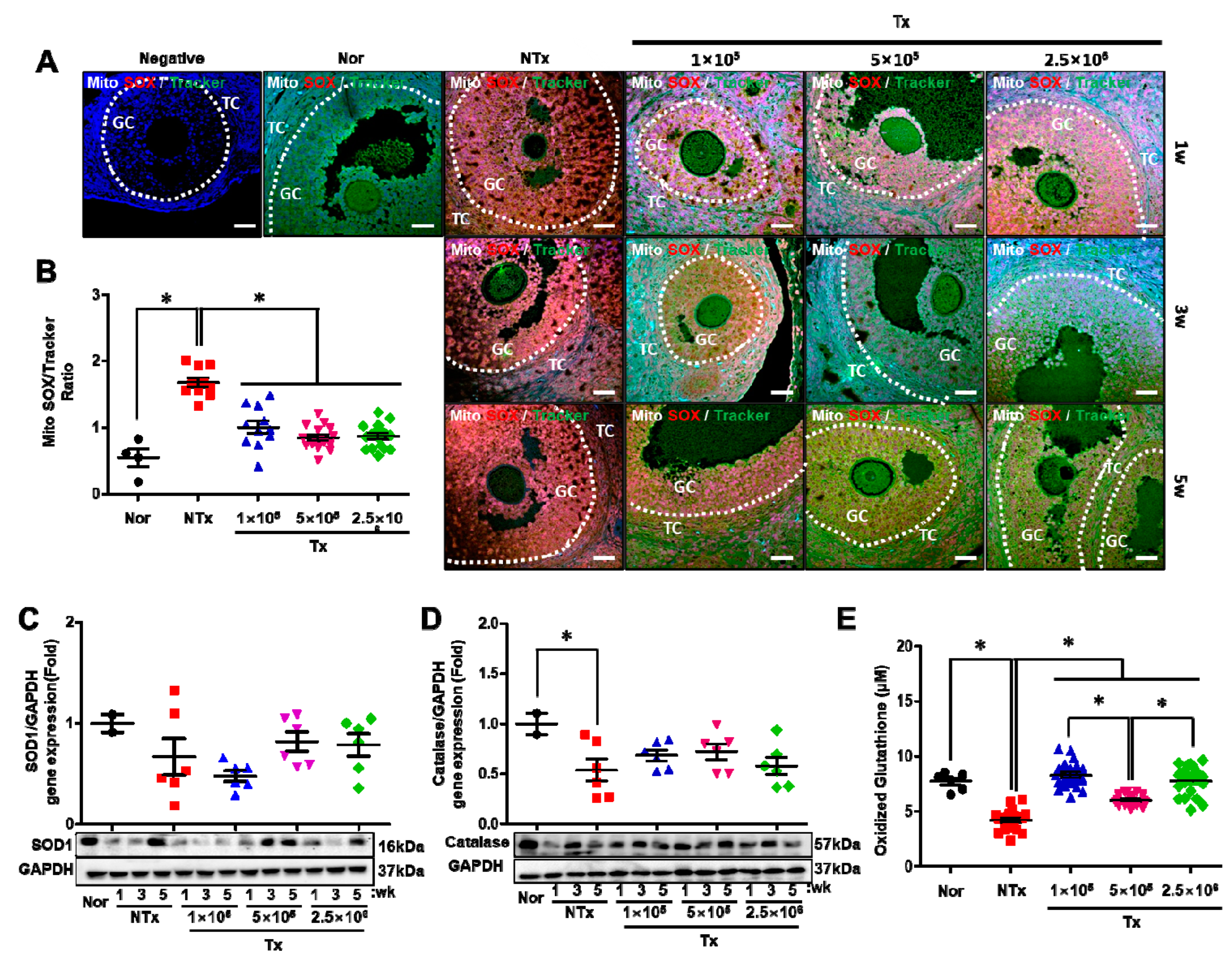 Antioxidants 12 01575 g006 Antioxidants 12 01575 g006