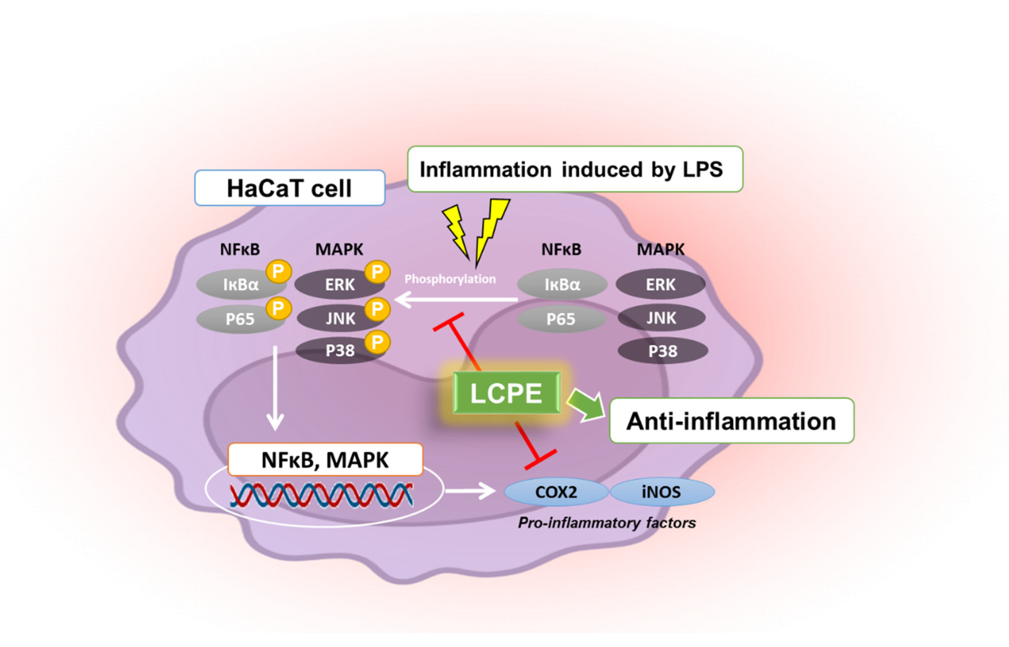 Antioxidants 12 01582 g005 Antioxidants 12 01582 g005
