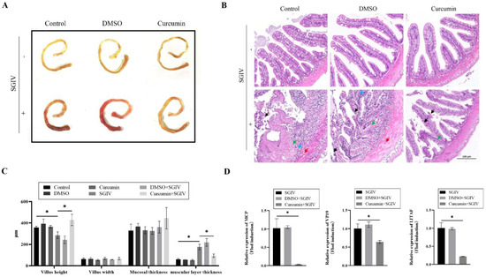 Curcumin Alleviates Singapore Grouper Iridovirus-Induced
