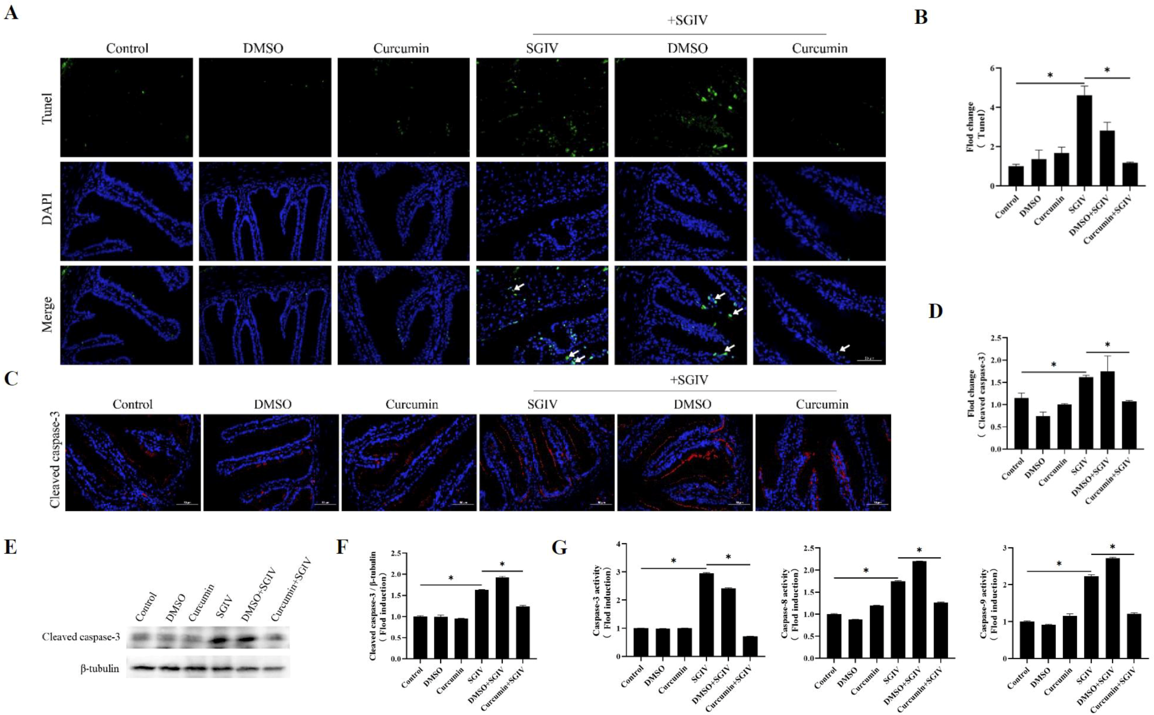 Antioxidants 12 01584 g003 Antioxidants 12 01584 g003