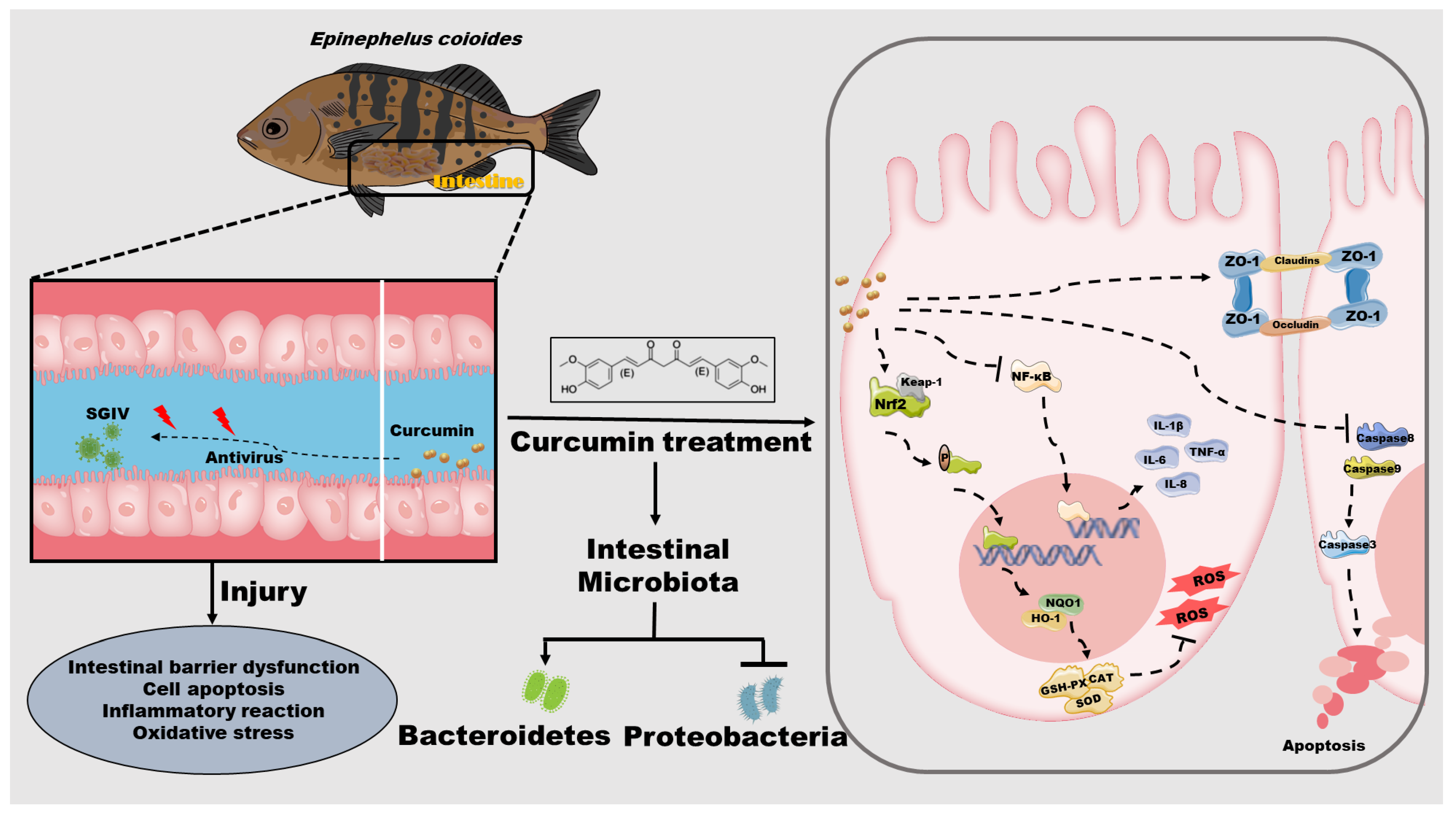 Antioxidants 12 01584 g008 Antioxidants 12 01584 g008