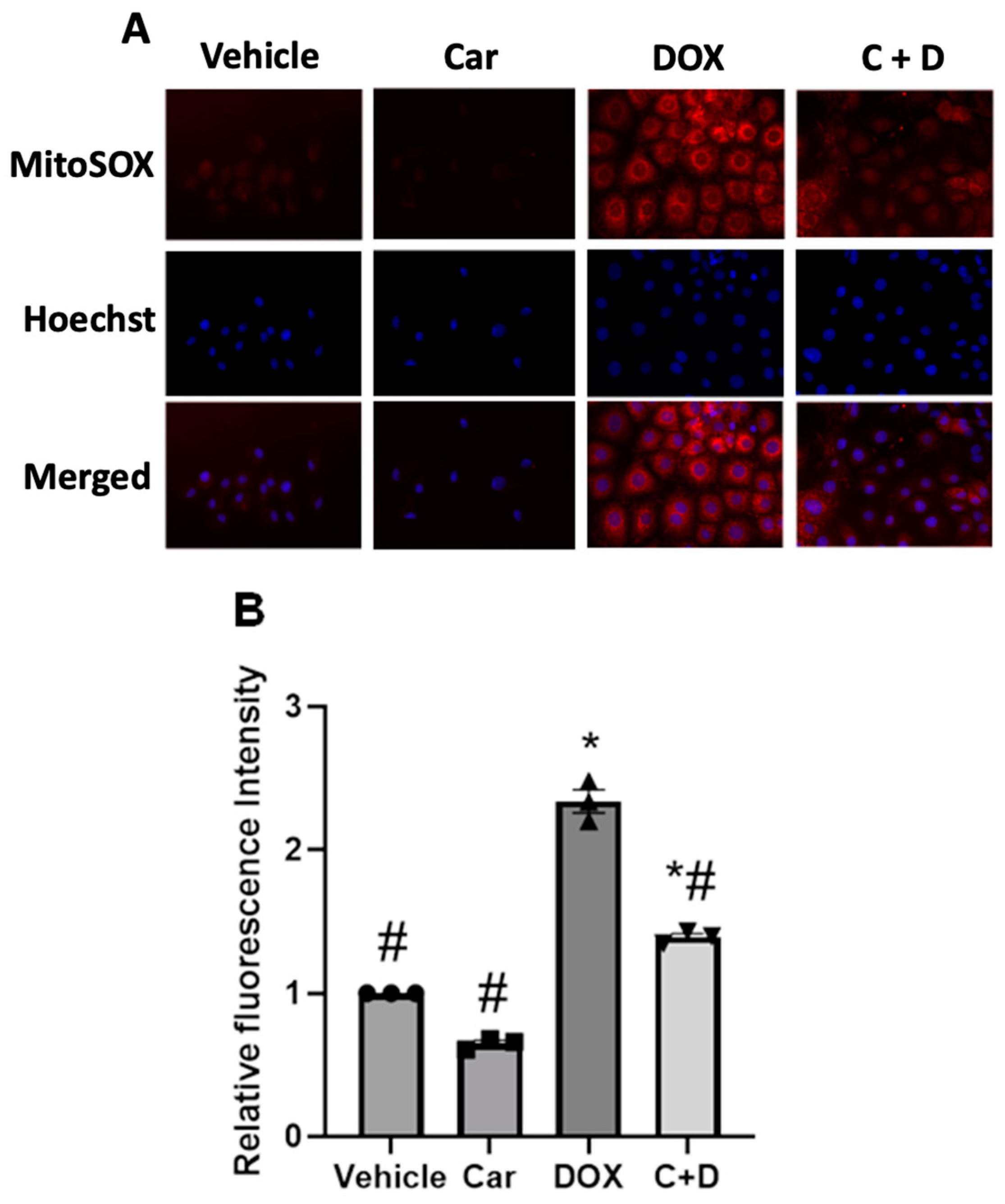 Antioxidants 12 01585 g003