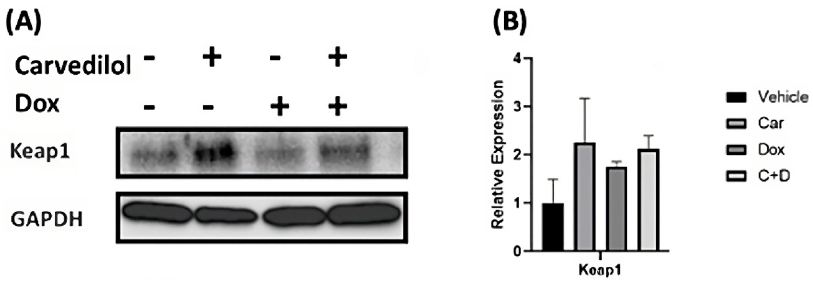 Antioxidants 12 01585 g004a
