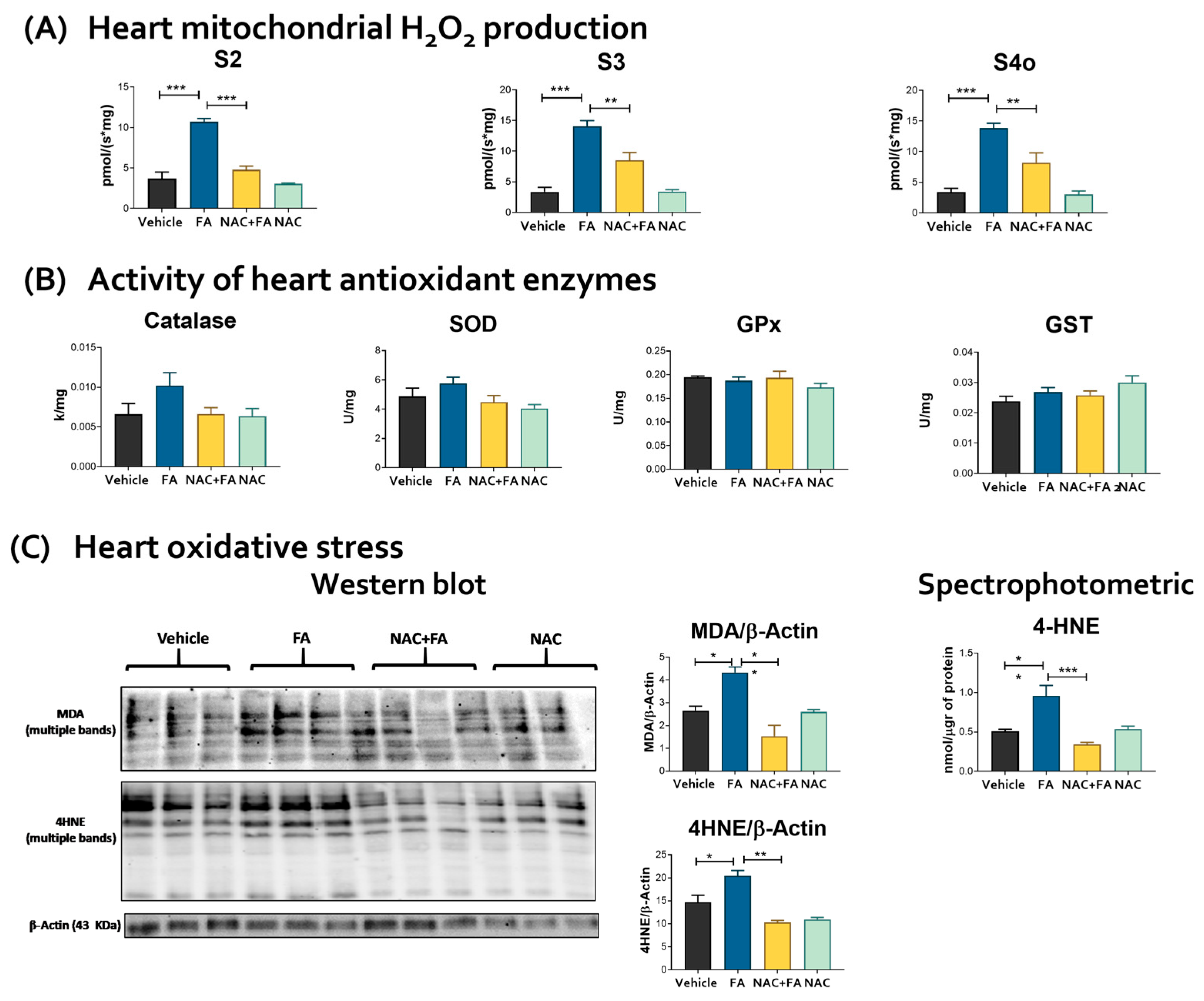 Antioxidants 12 01592 g007 Antioxidants 12 01592 g007