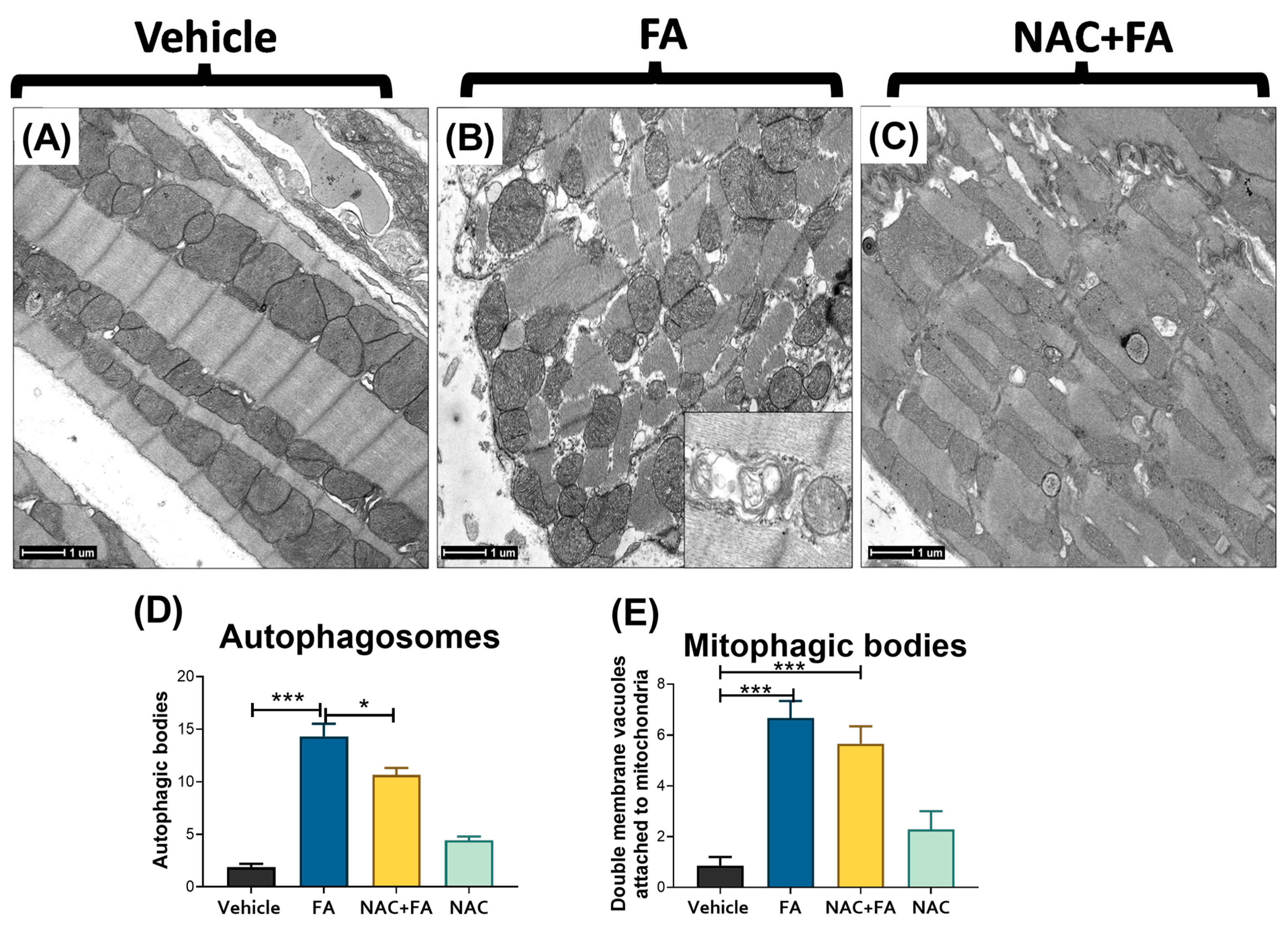 Antioxidants 12 01592 g010 Antioxidants 12 01592 g010