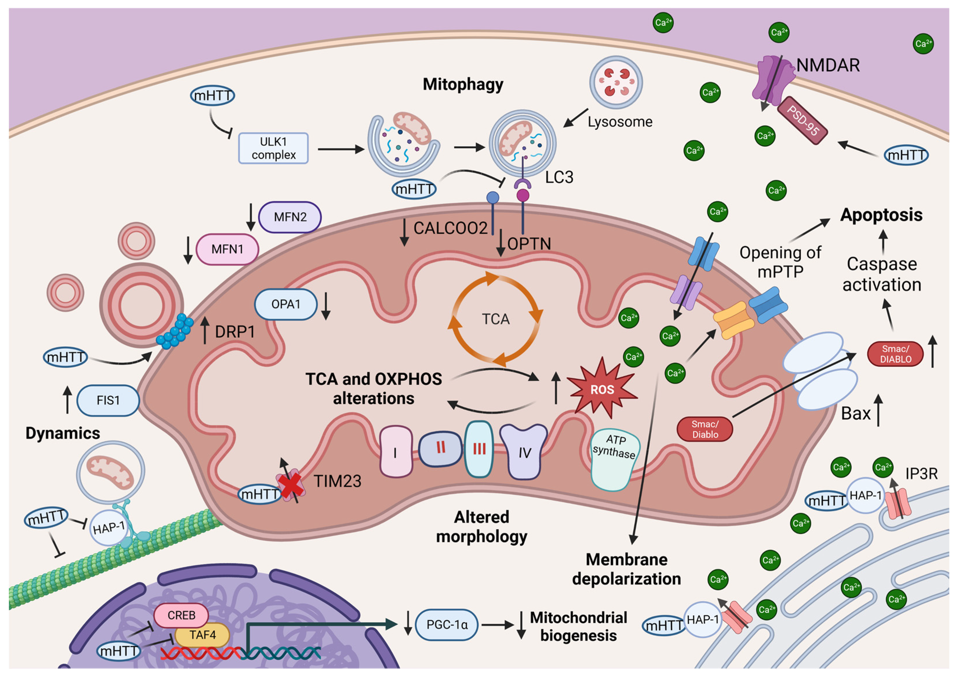 Antioxidants 12 01593 g002 Antioxidants 12 01593 g002