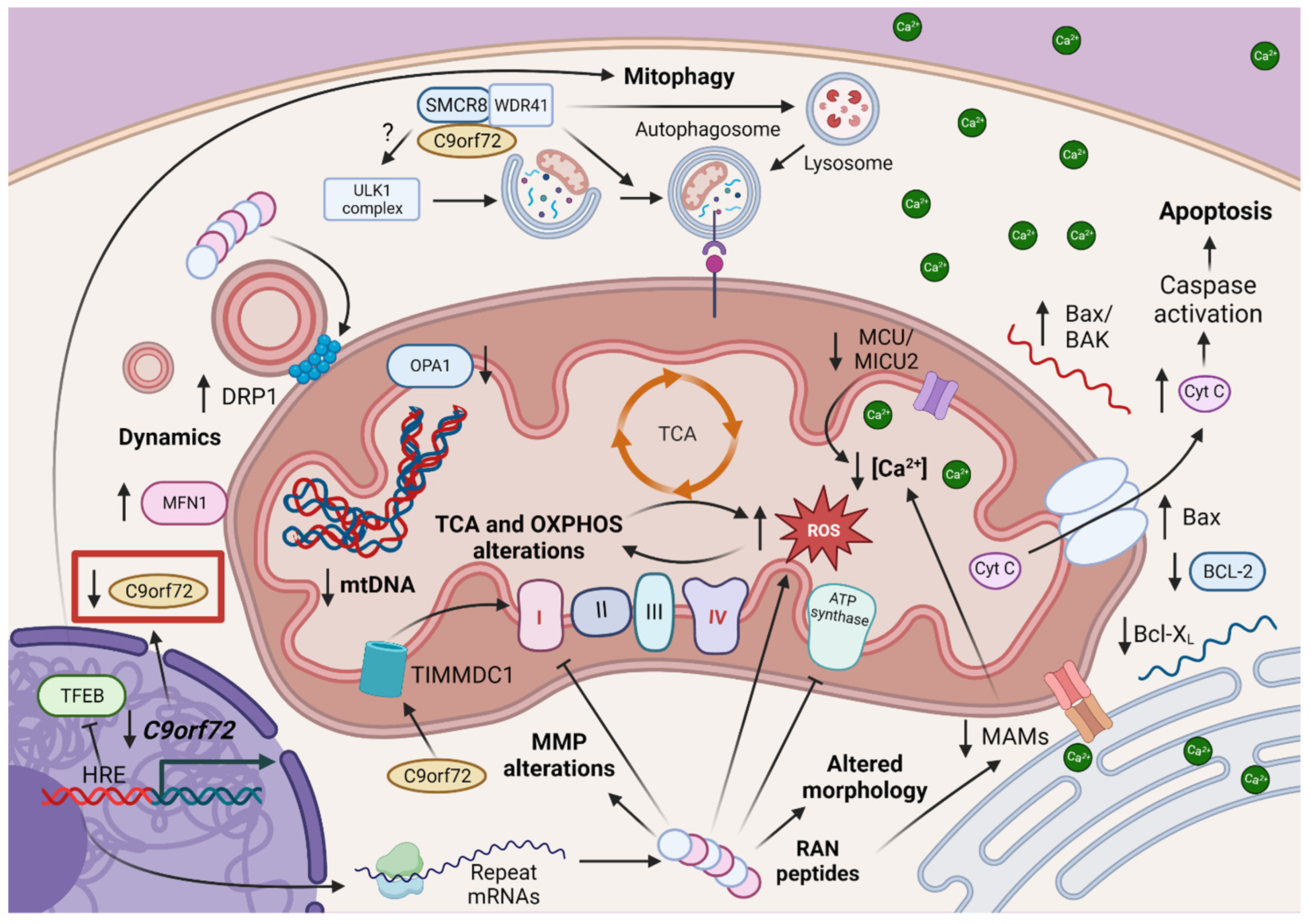 Antioxidants 12 01593 g003 Antioxidants 12 01593 g003