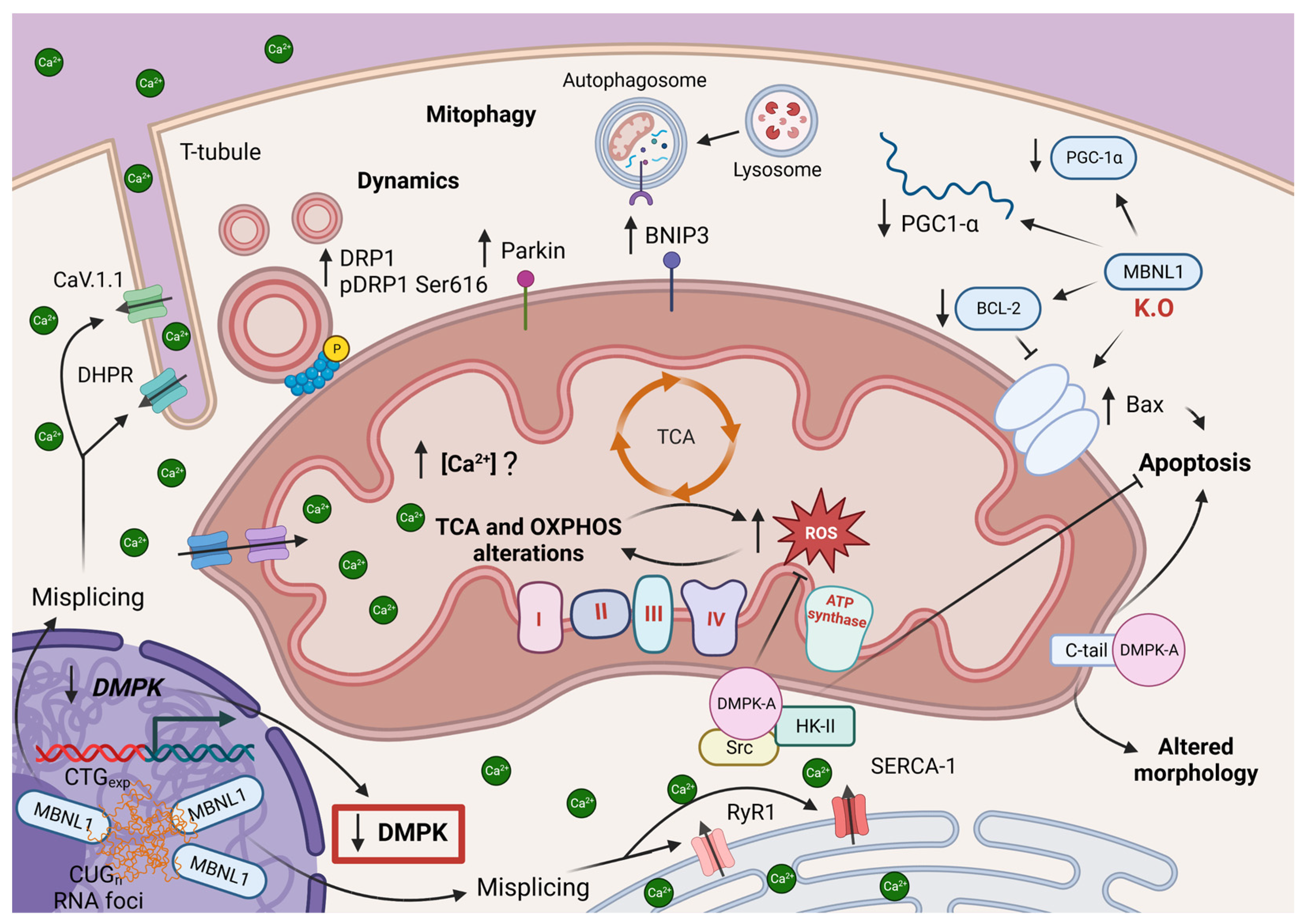 Antioxidants 12 01593 g004 Antioxidants 12 01593 g004