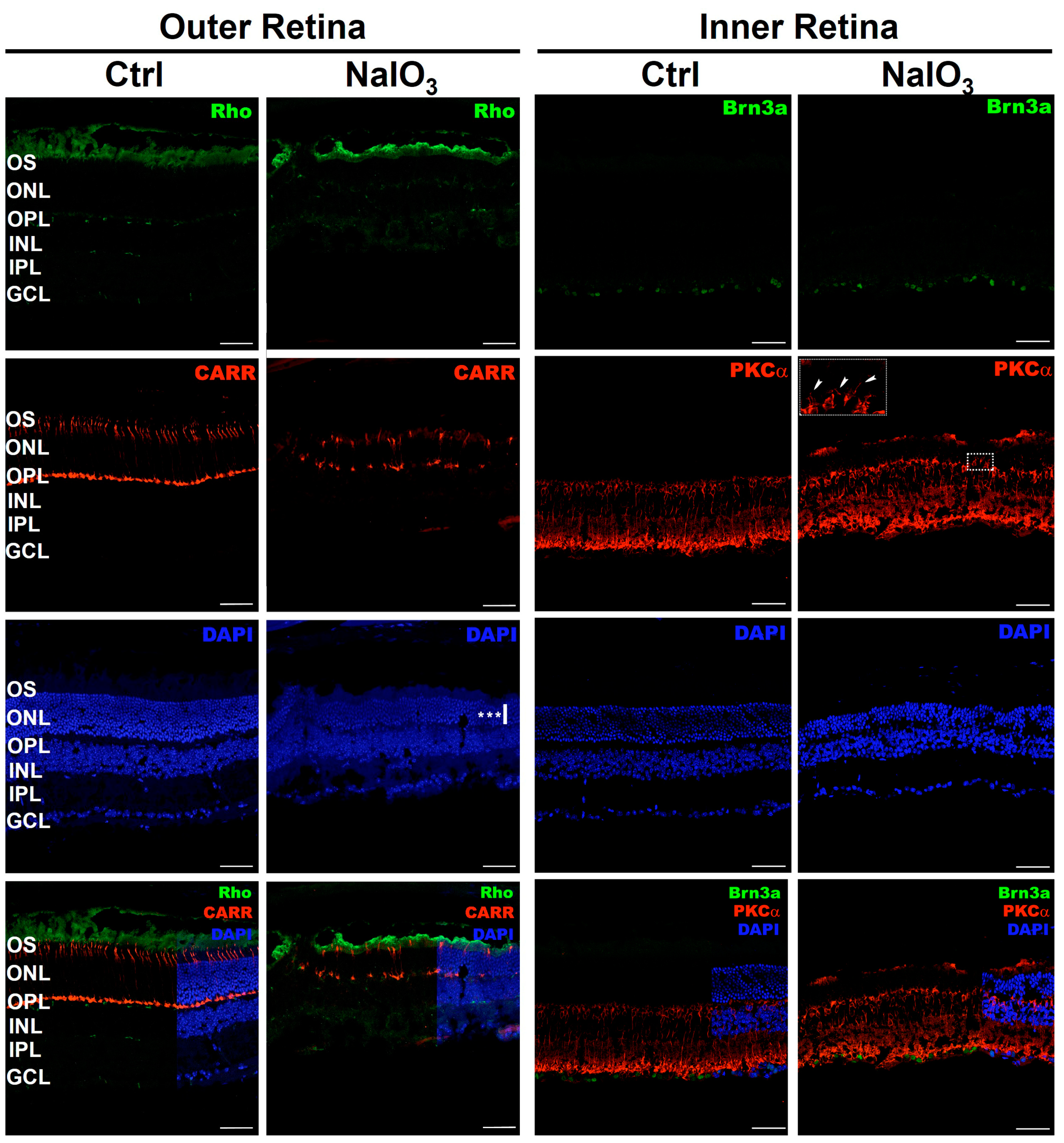 Antioxidants 12 01594 g007