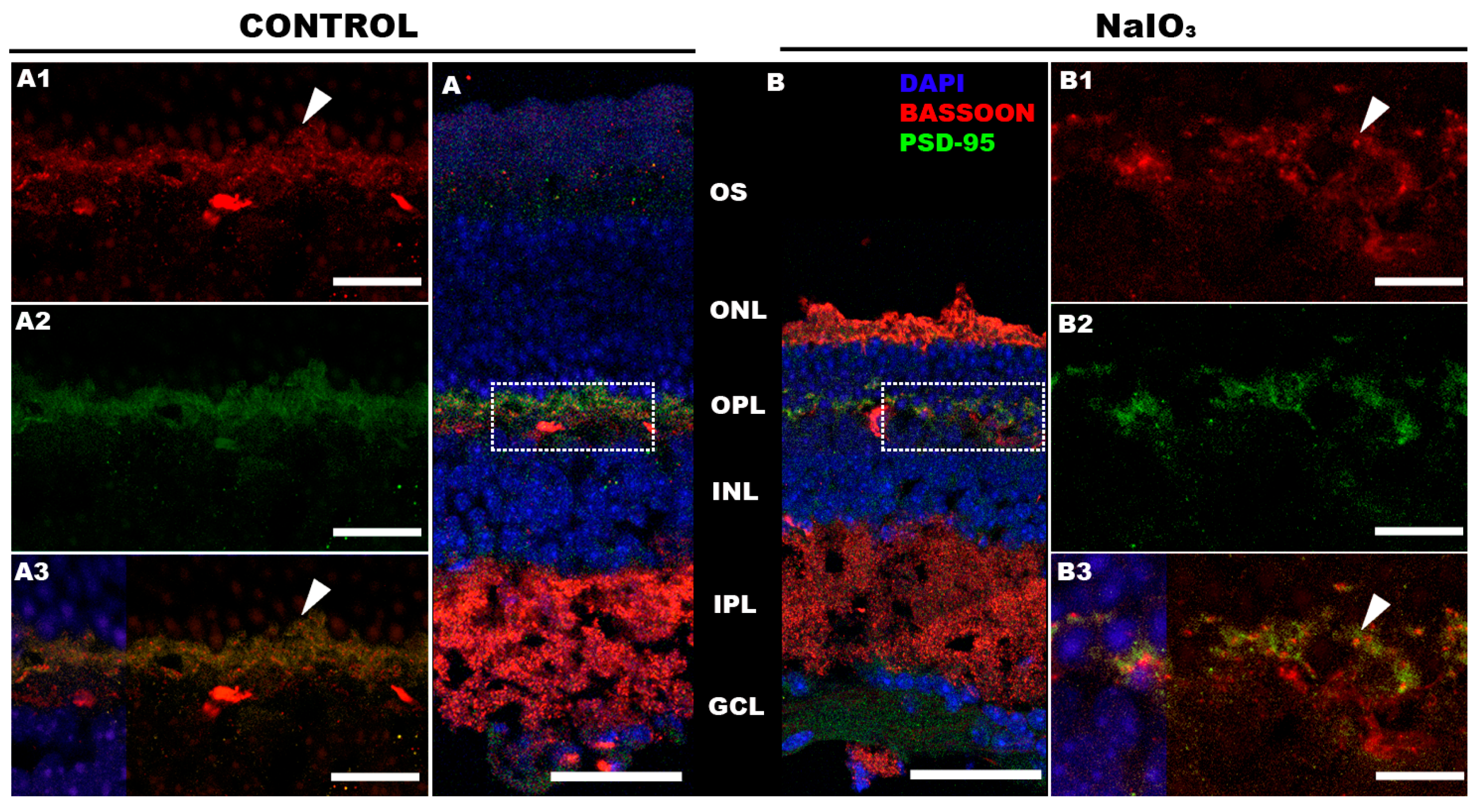 Antioxidants 12 01594 g008