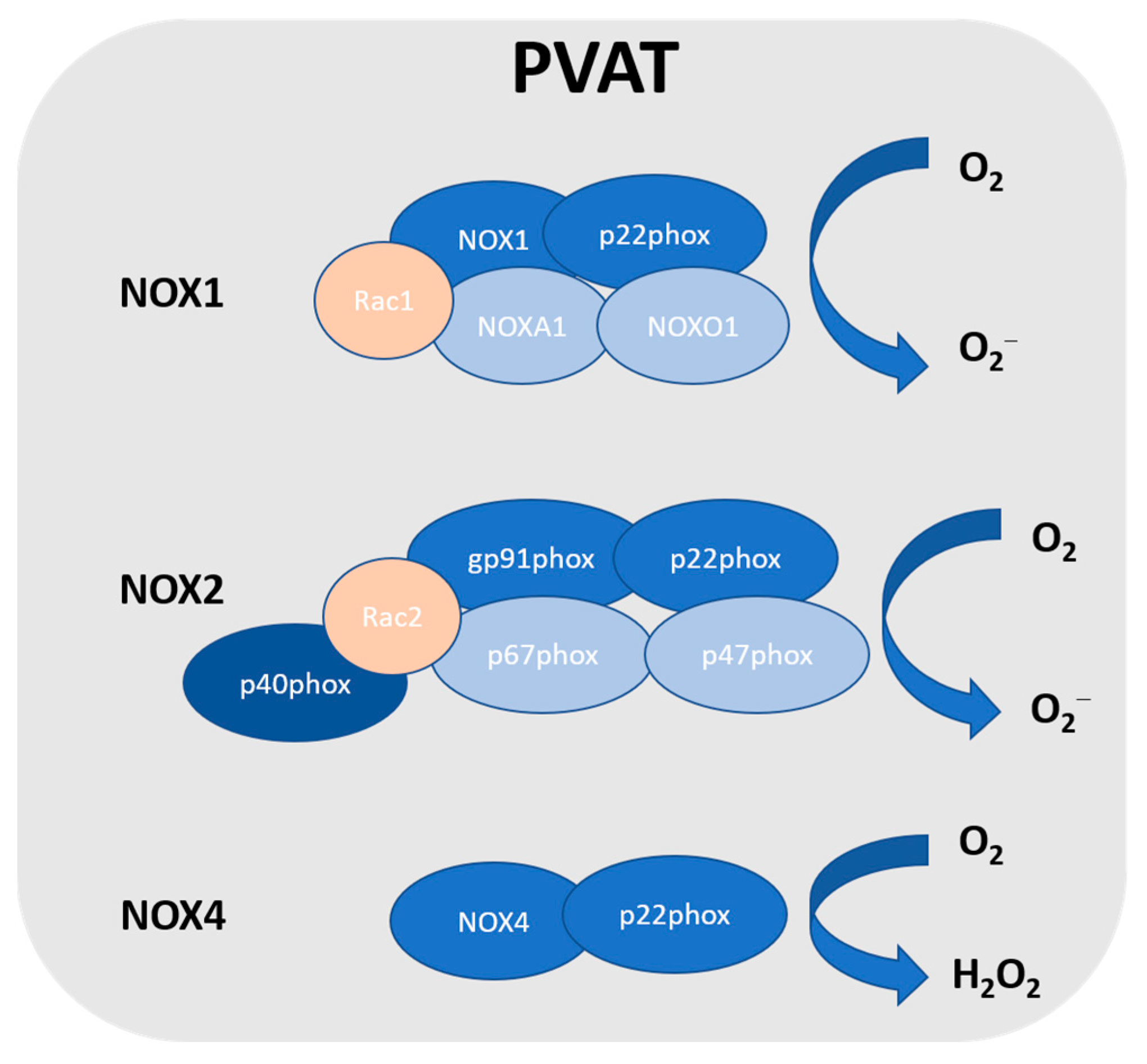 Antioxidants 12 01595 g001 Antioxidants 12 01595 g001