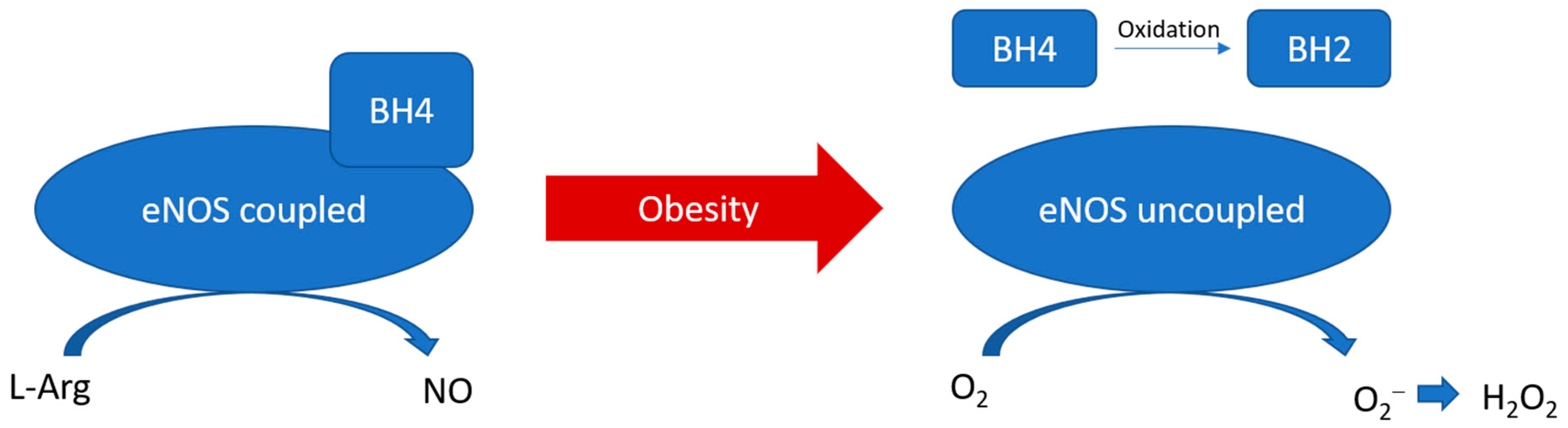 Antioxidants 12 01595 g002 Antioxidants 12 01595 g002