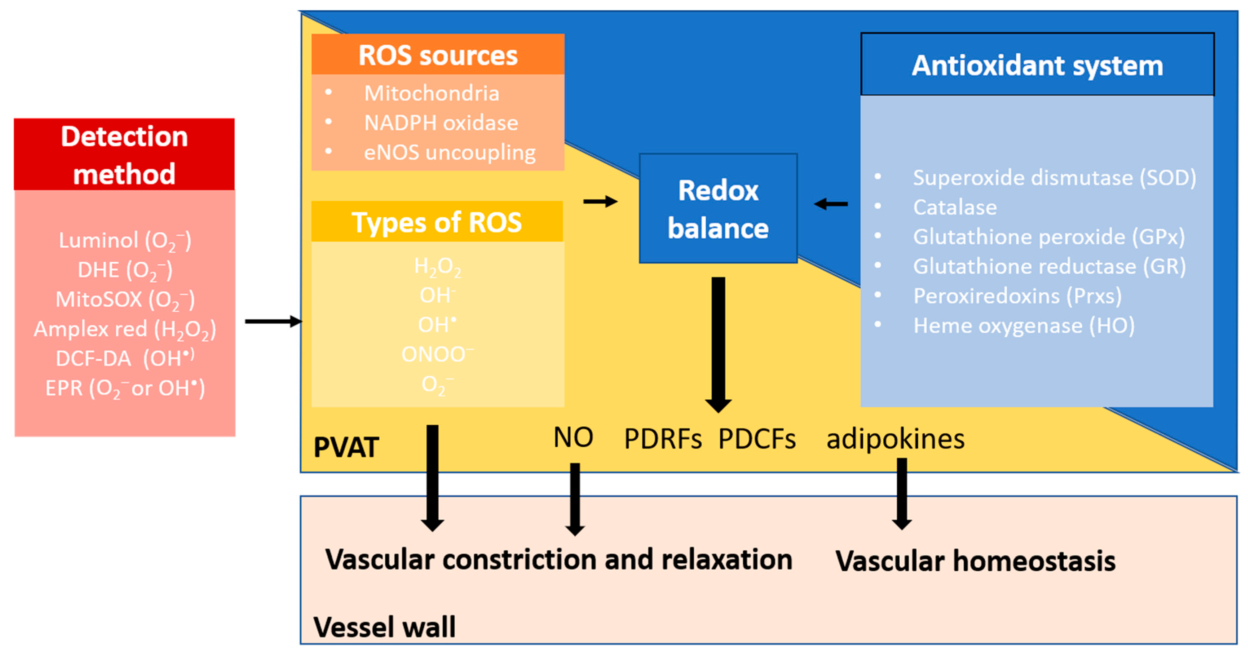 Antioxidants 12 01595 g003 Antioxidants 12 01595 g003