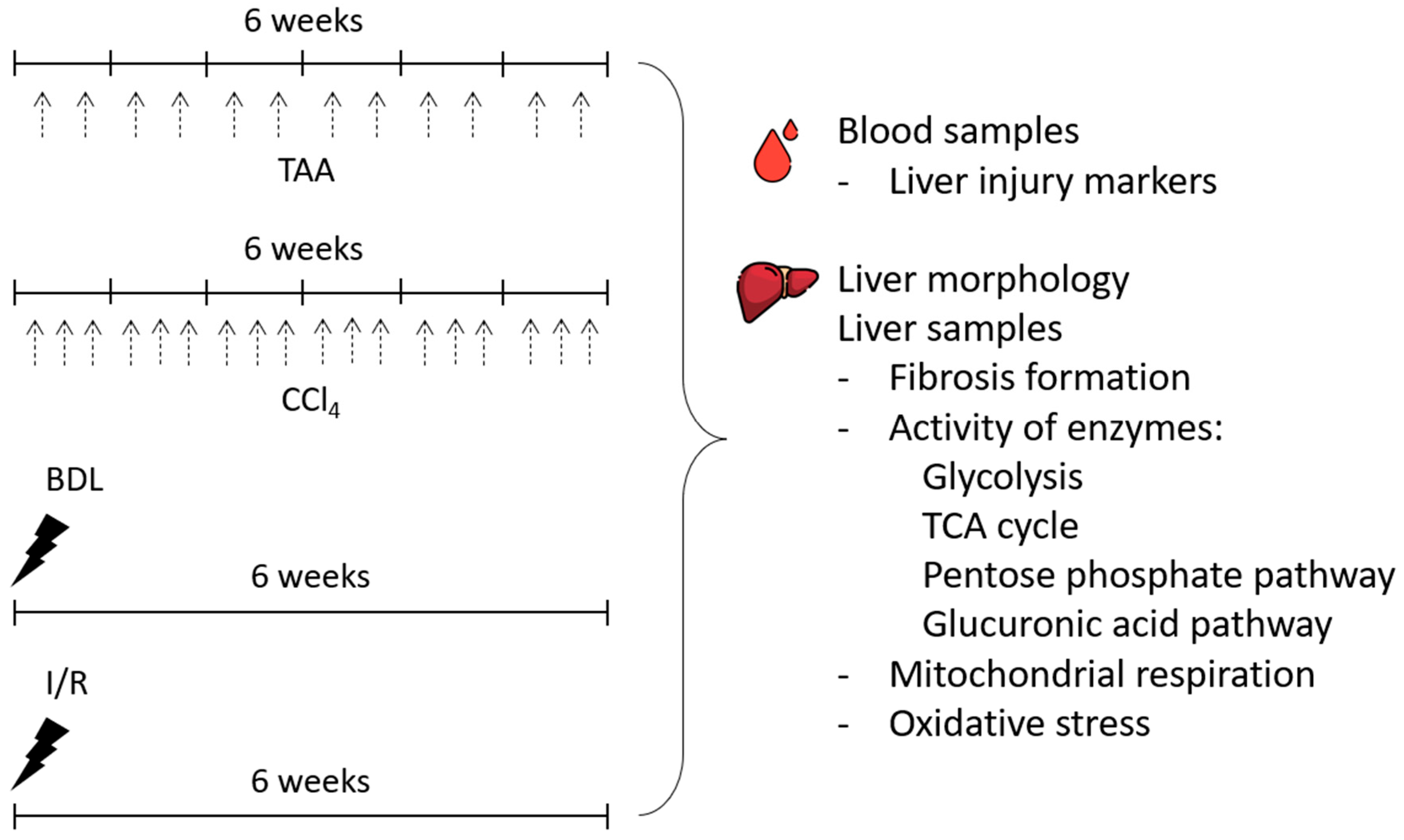 Antioxidants 12 01604 g001 Antioxidants 12 01604 g001