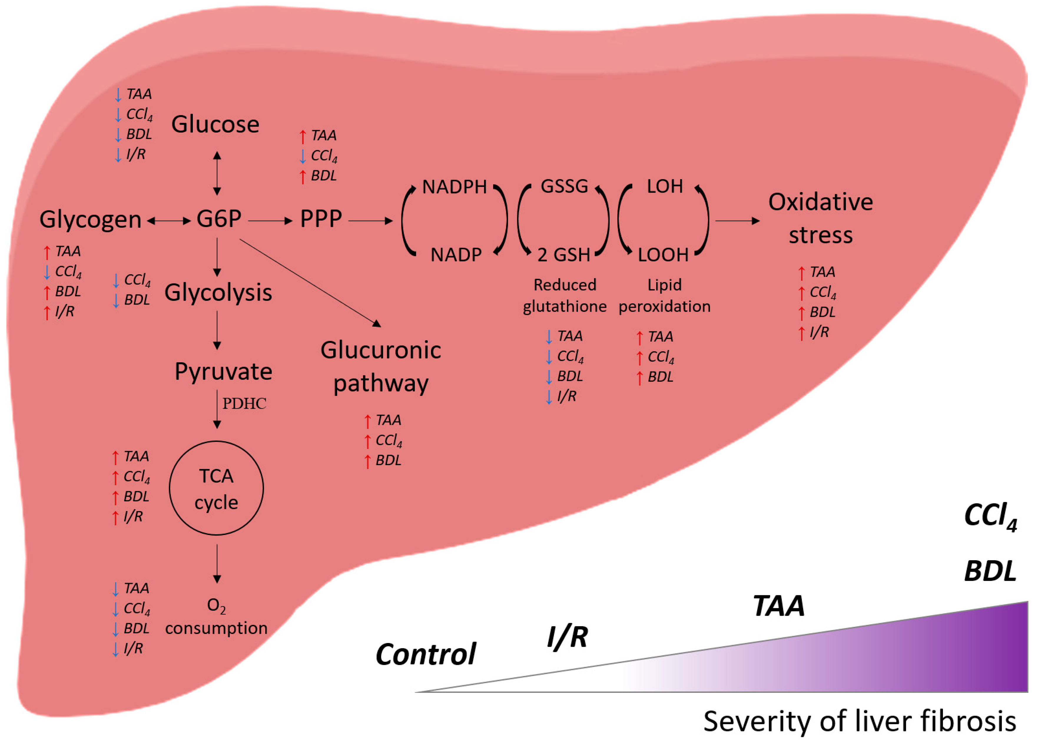 Antioxidants 12 01604 g013 Antioxidants 12 01604 g013