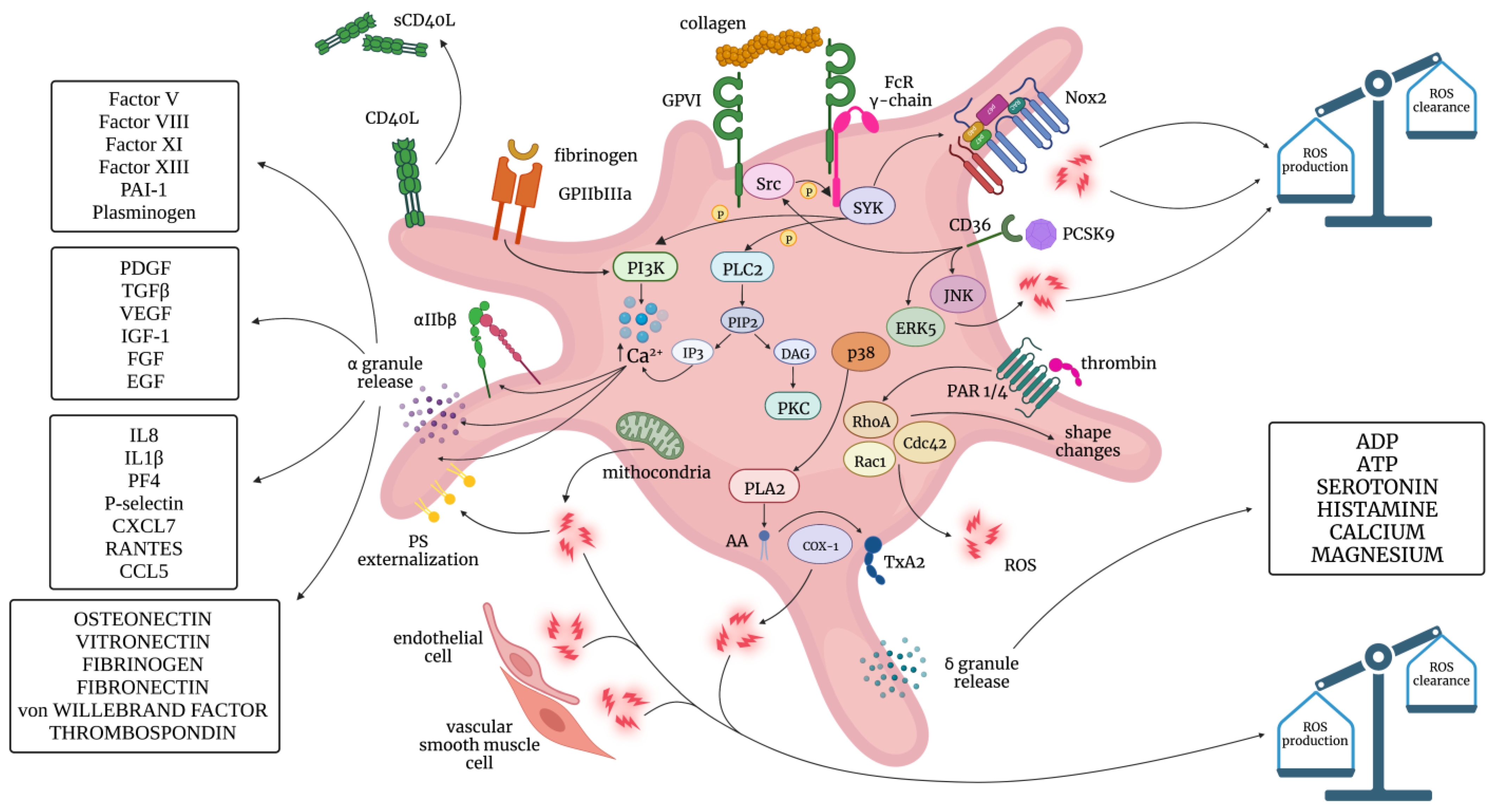Antioxidants 12 01609 g002