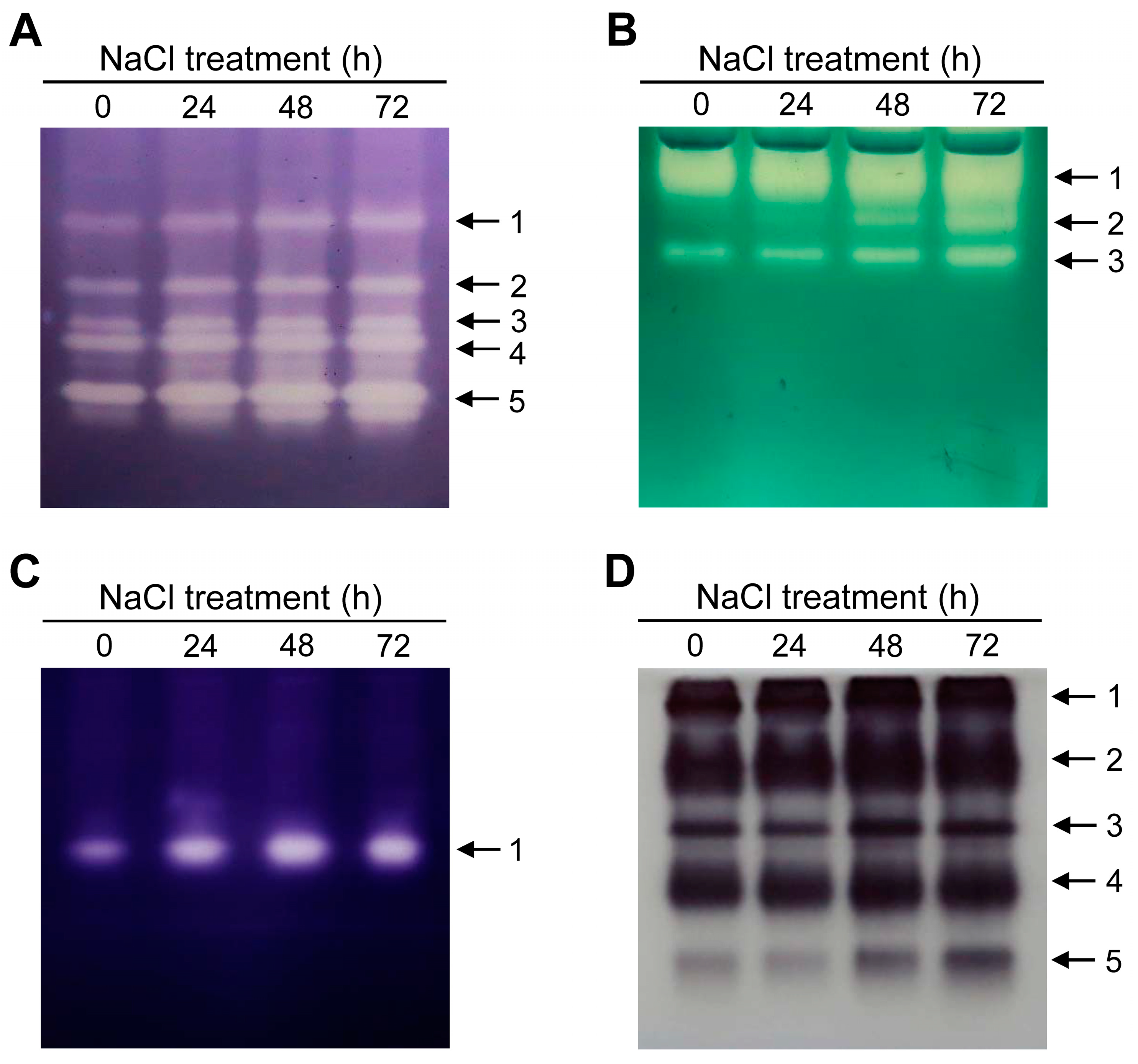 Antioxidants 12 01618 g007 Antioxidants 12 01618 g007