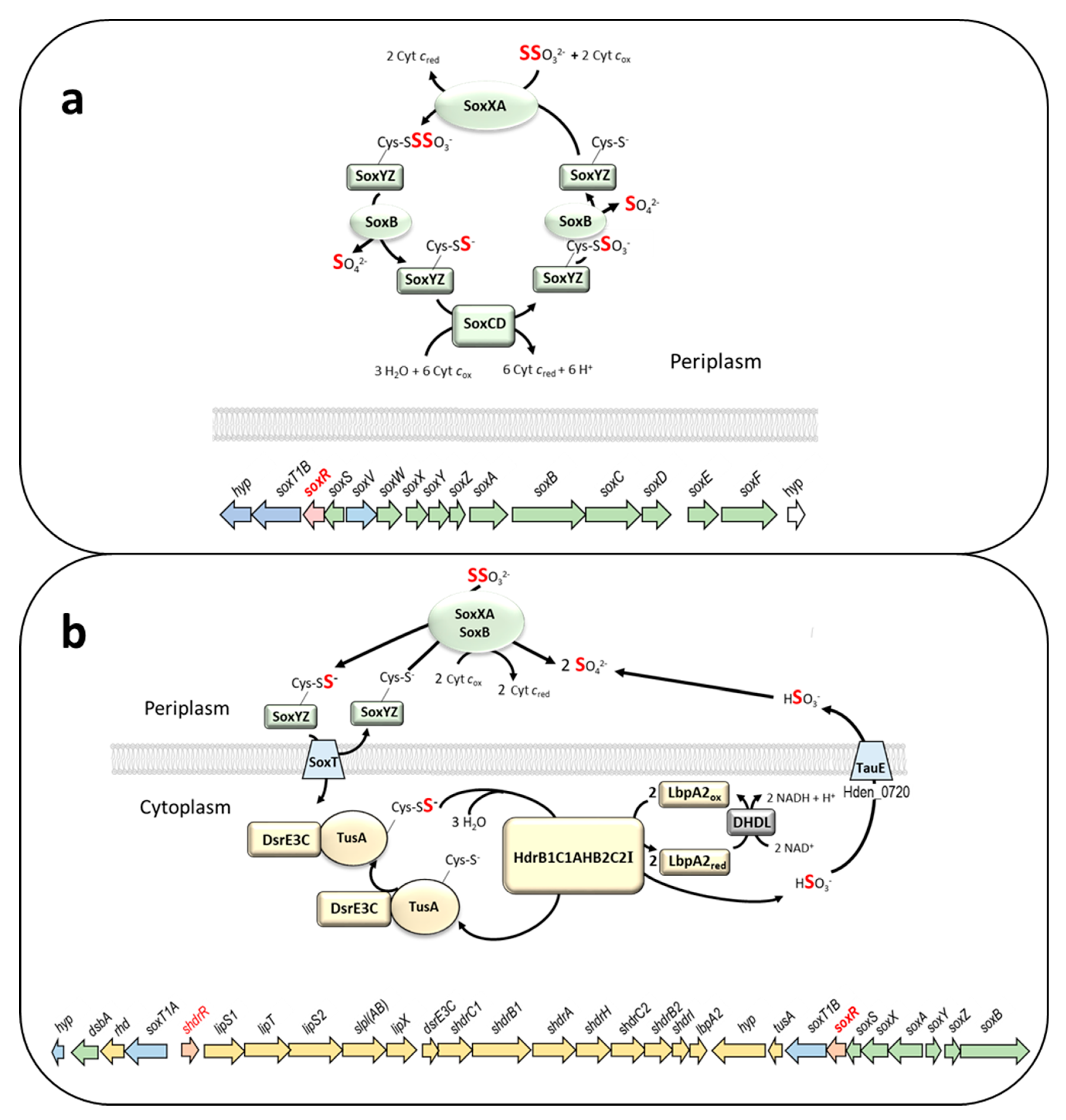 Antioxidants 12 01620 g001 Antioxidants 12 01620 g001