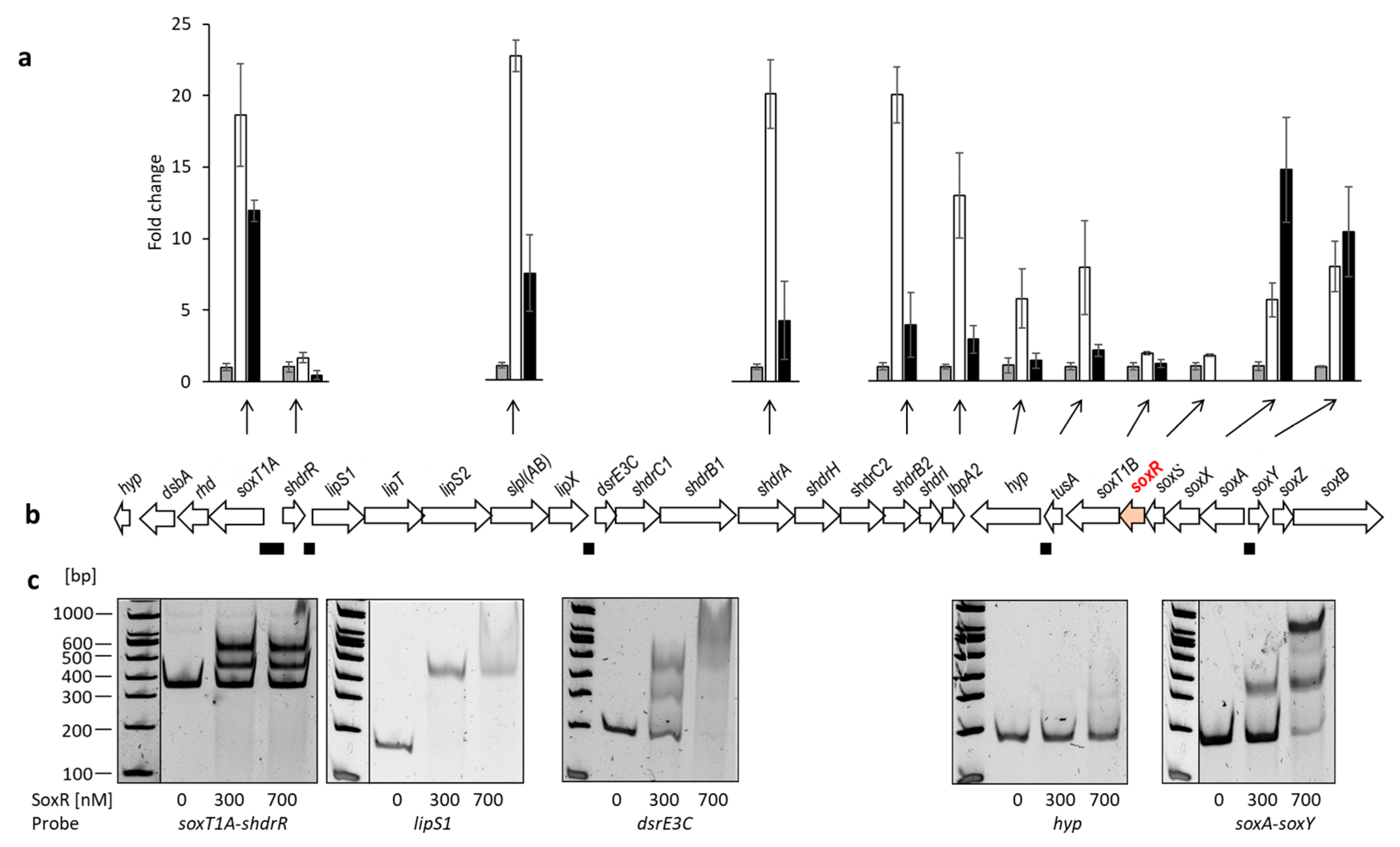 Antioxidants 12 01620 g004 Antioxidants 12 01620 g004